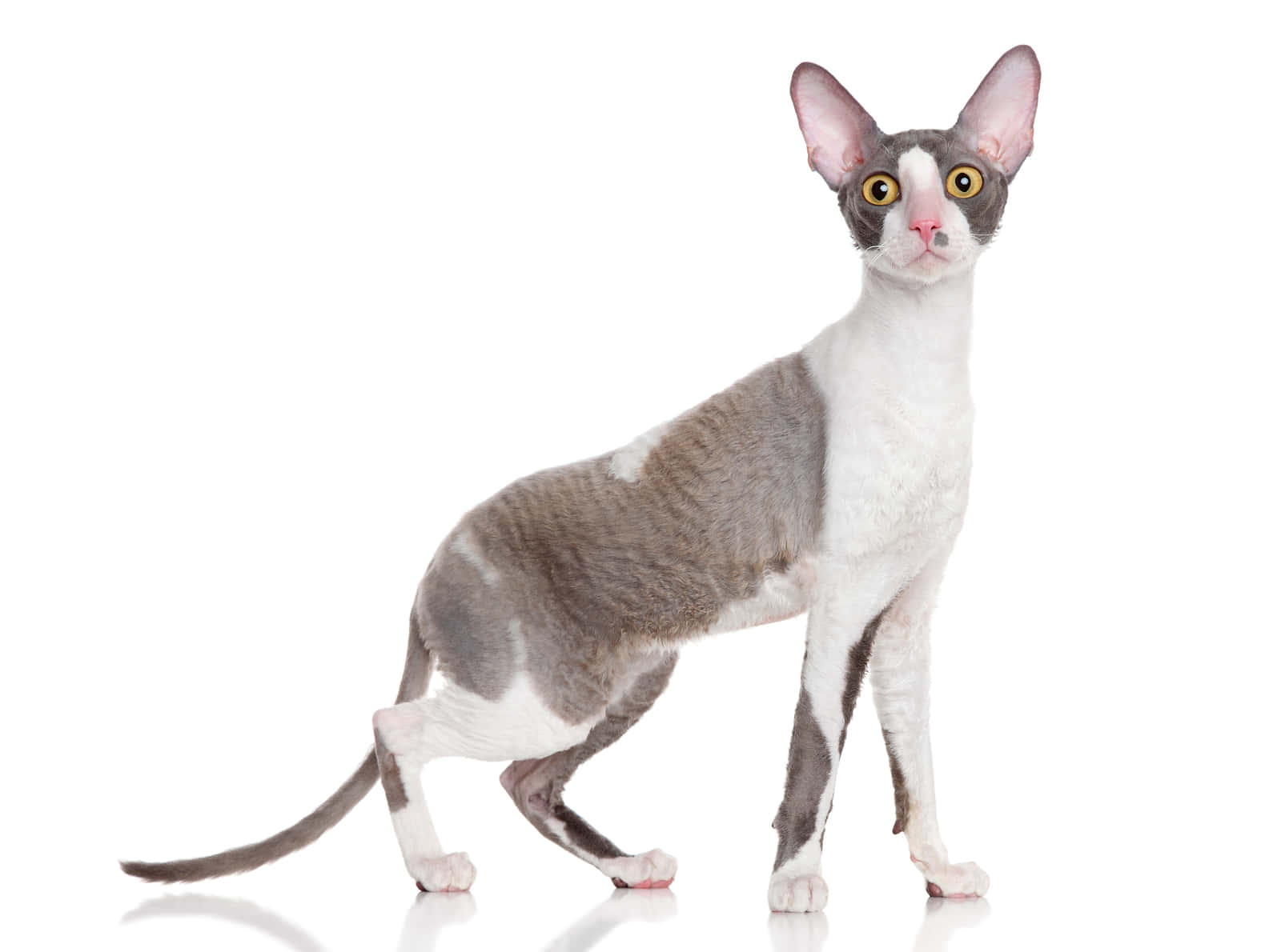 Cornish Rex 桌布 壁紙 — 一隻光滑的灰白相間柯尼斯捲毛貓，有著大耳朵和明亮的黃色眼睛，警覺地站在純白色背景前。