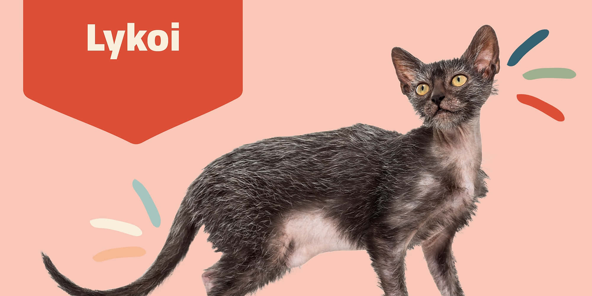 Lykoi 桌布 壁紙 — 一隻光滑的灰色Lykoi貓，有著引人注目的黃色眼睛，在帶有彩色抽象條紋的柔和粉紅色背景上警覺地站立。