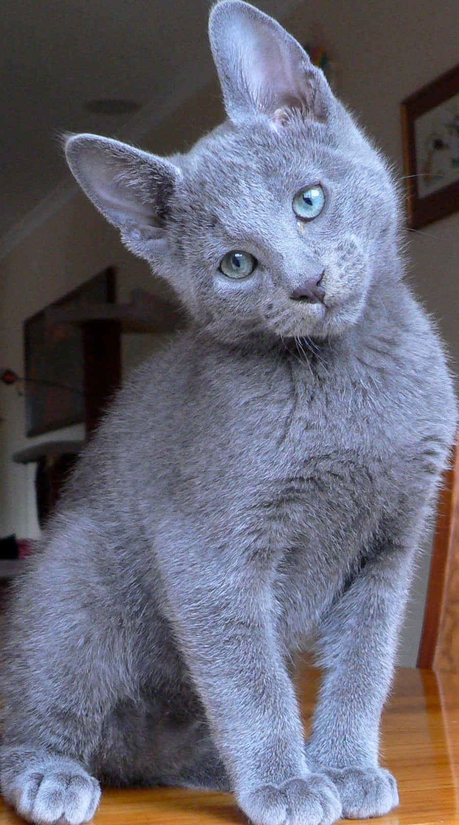 Russian Blue Cat 桌布 壁紙 — 一隻光滑的灰色俄羅斯藍貓，擁有引人注目的綠色眼睛，在室內的木質表面上優雅地坐著。