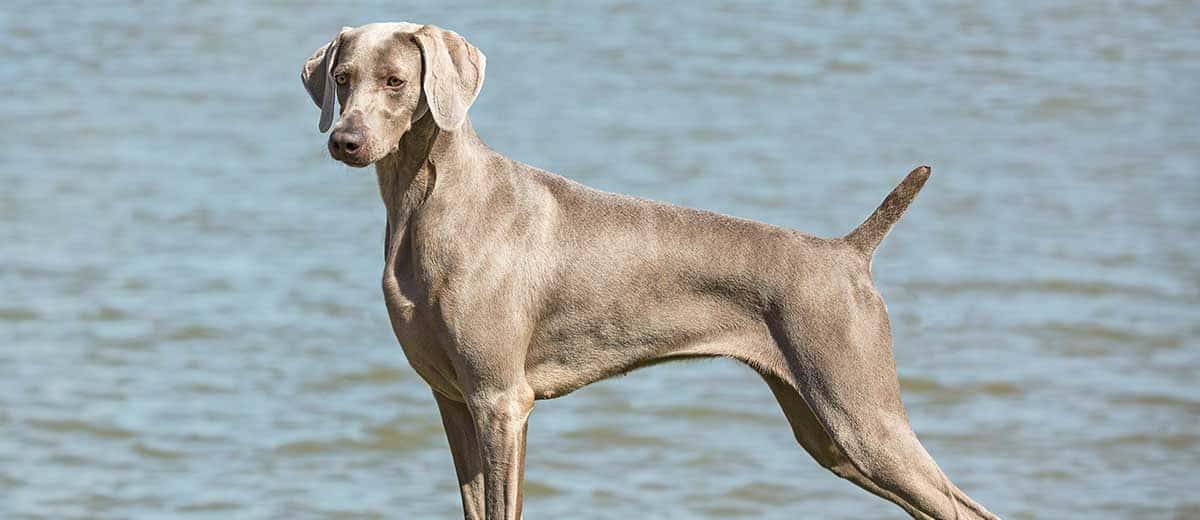 Weimaraner 桌布 壁紙 — 一隻光滑的灰色威瑪獵犬在明亮的日光下，警覺地站在平靜的藍色水邊。