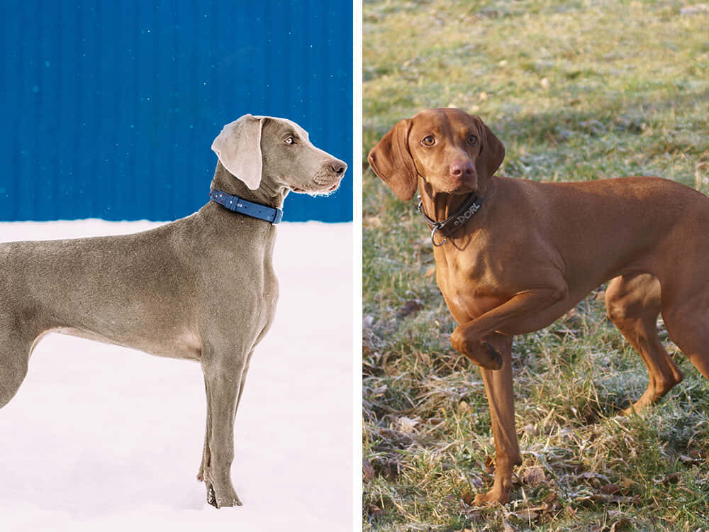 Weimaraner 桌布 壁紙 — 一隻光滑的灰色威瑪獵犬站在雪地裡，旁邊是一面鮮豔的藍色牆壁，而一隻紅棕色的維茲拉犬在結霜的草地上頑皮地抬起一隻爪子。