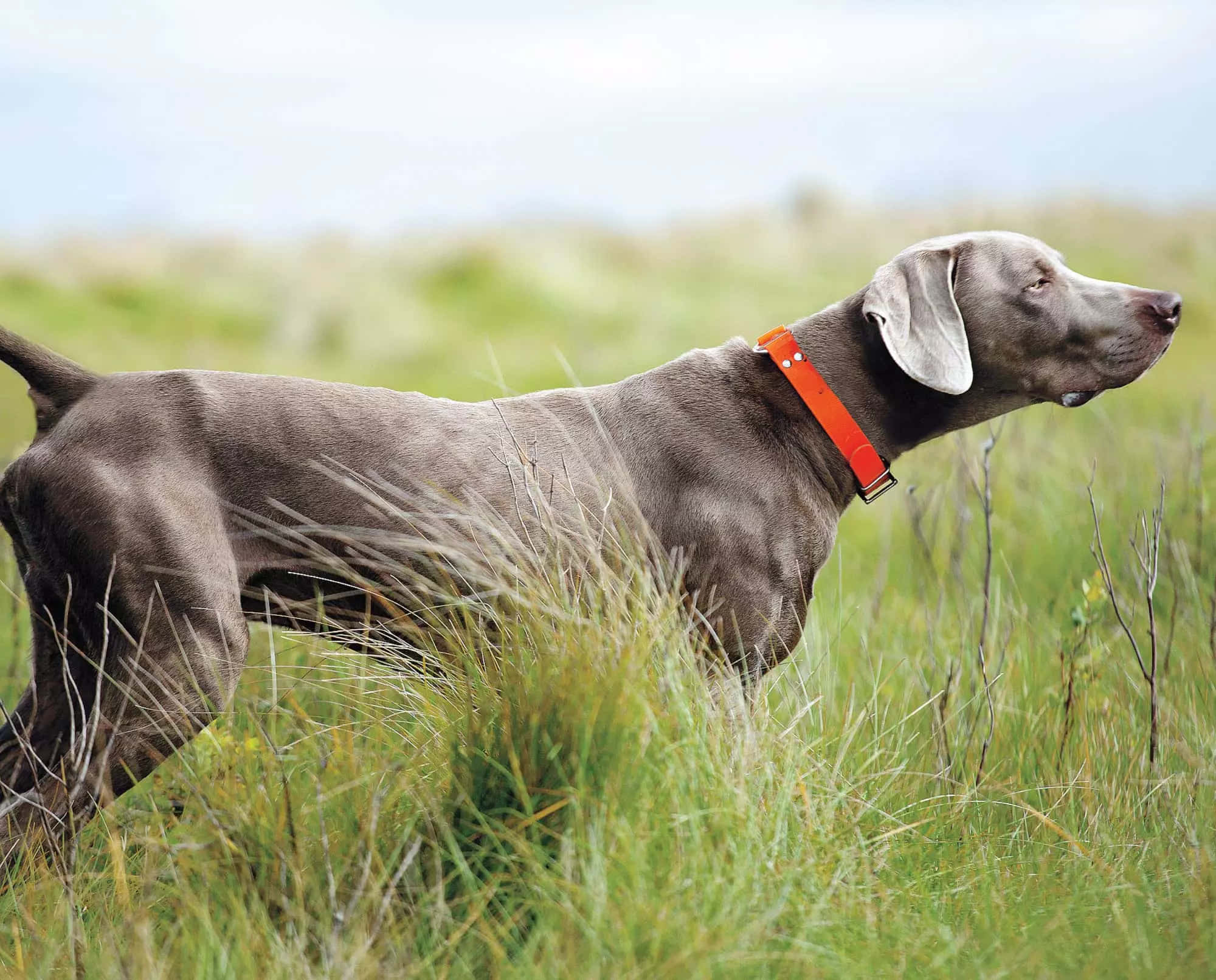 Weimaraner 桌布 壁紙 — 一隻光滑的灰色威瑪獵犬警覺地站在高高的綠草中，戴著鮮亮的橙色項圈。