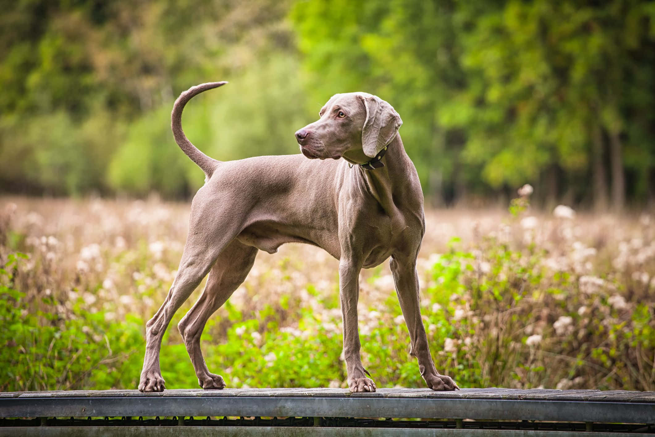 Weimaraner 桌布 壁紙 — 一隻光滑的灰色威瑪獵犬警覺地站在木柵欄上，身處陽光明媚、長滿野花和綠樹的田野中。
