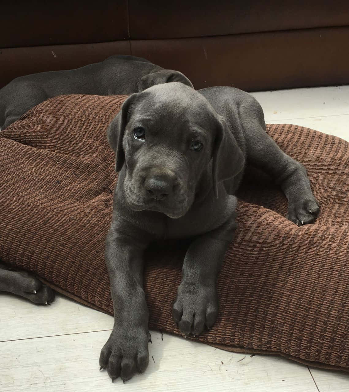 Great Dane Puppies 桌布 壁紙 — 一隻光滑的灰色小狗，眼神充滿靈魂，在室內一個棕色紋理墊子上休息。