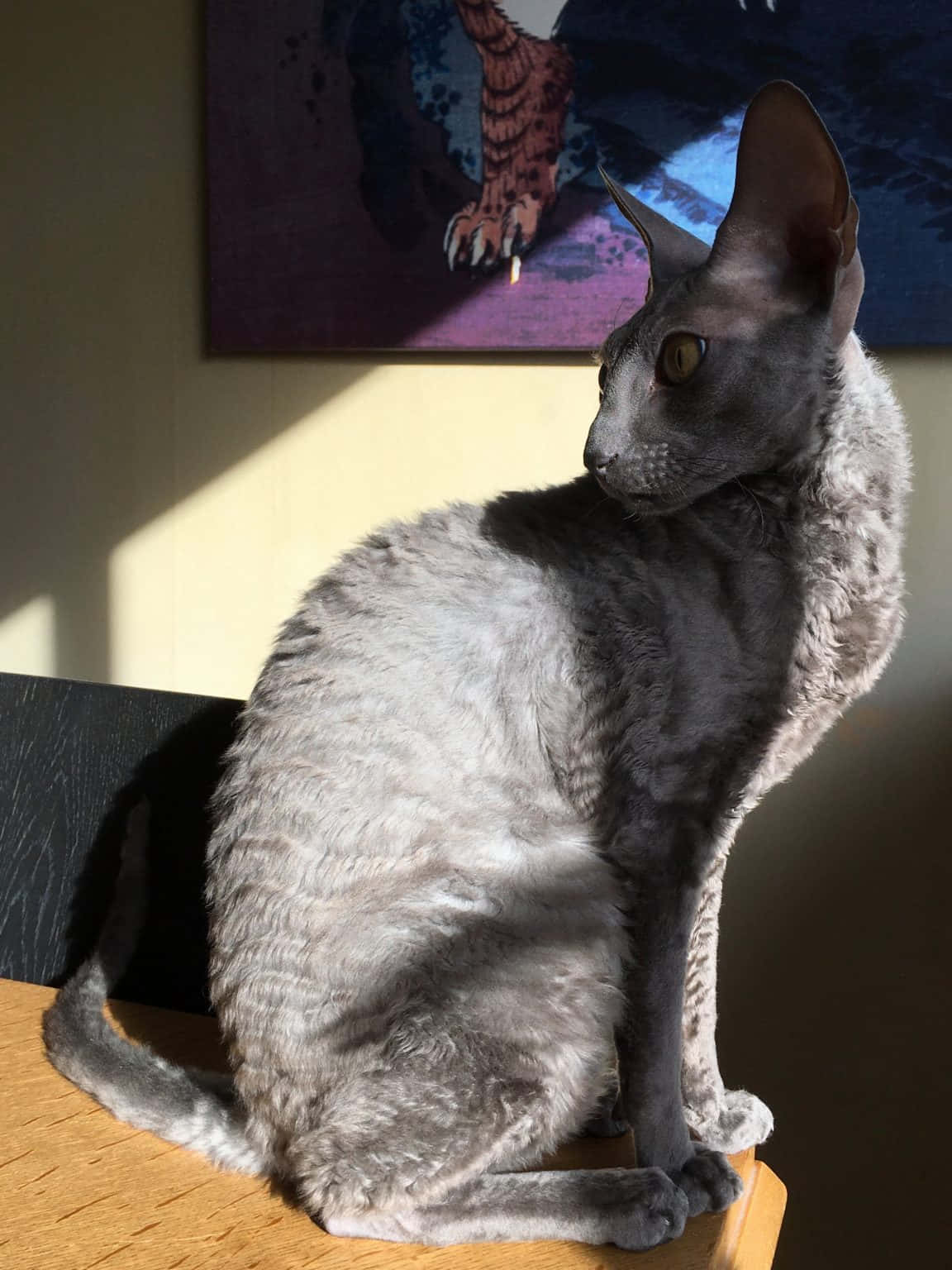 Cornish Rex 桌布 壁紙 — 一隻光滑的灰色康沃爾帝王貓端坐在沐浴在溫暖陽光下的木桌上，在身後掛有彩色畫作的牆上投下柔和的陰影。
