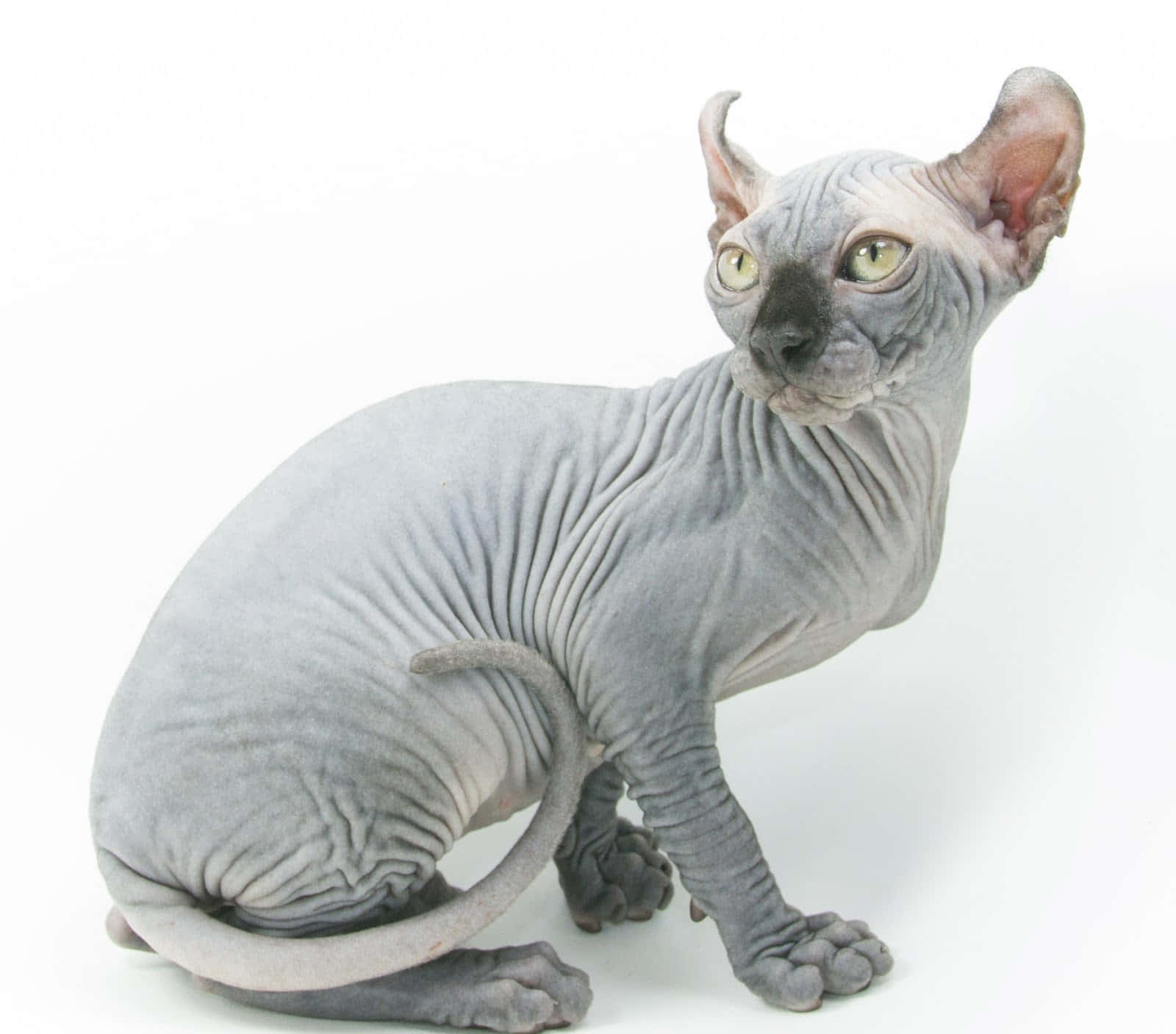 Elf Cat 桌布 壁紙 — 一隻光滑的灰色斯芬克斯貓，有大耳朵和綠色眼睛，端坐在純白背景前。