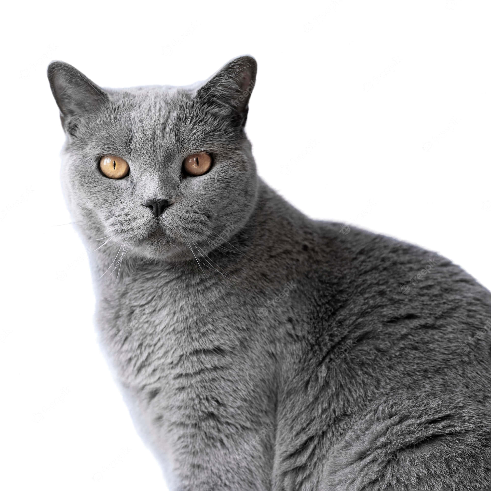 Beautiful Cats 桌布 壁紙 — 一隻光滑的灰色英國短毛貓，擁有引人注目的琥珀色眼睛，在純白色背景下直視鏡頭的特寫。