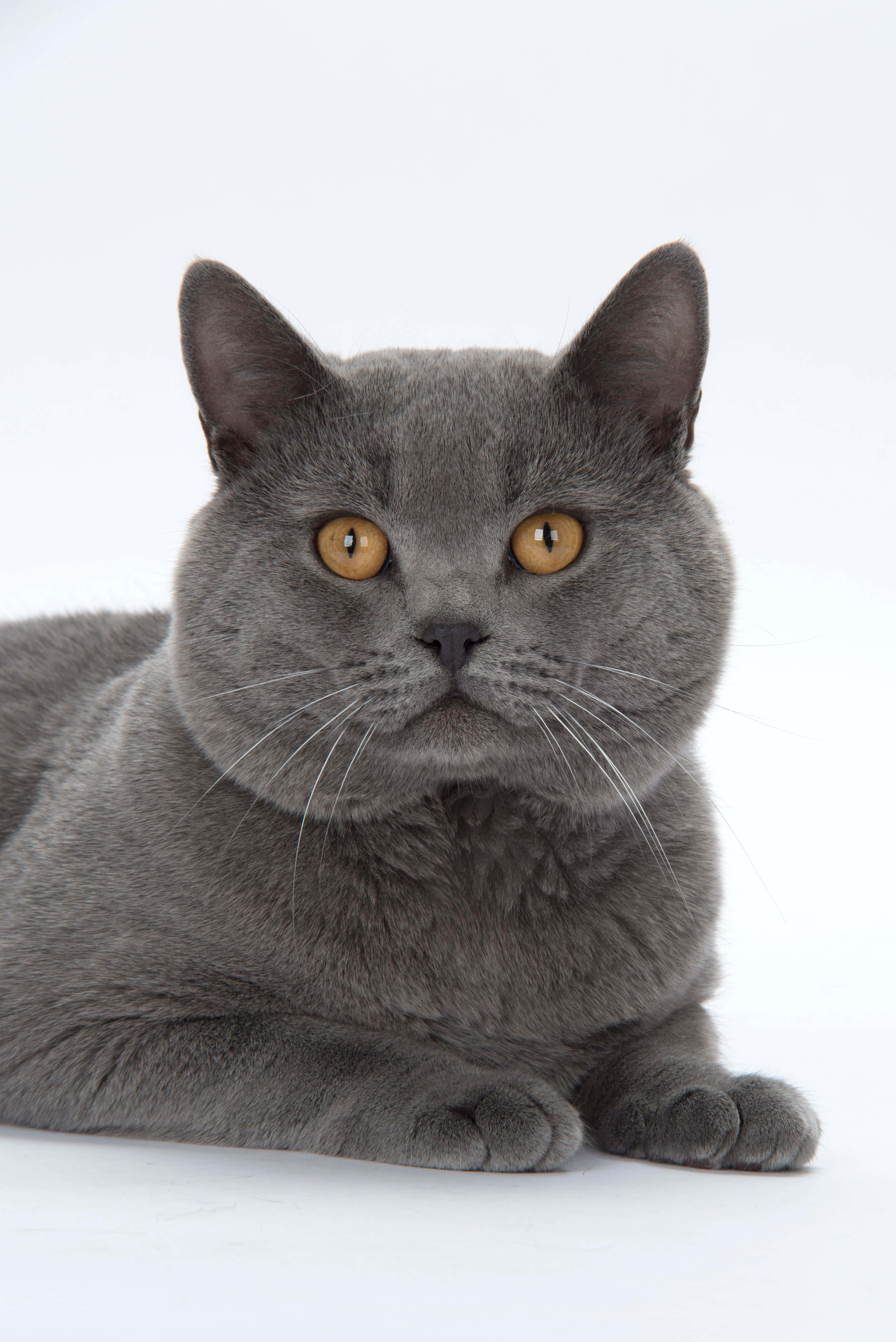 Chartreux 桌布 壁紙 — 一隻光滑的灰色英國短毛貓，擁有引人注目的琥珀色眼睛，平靜地躺在純白色背景上。