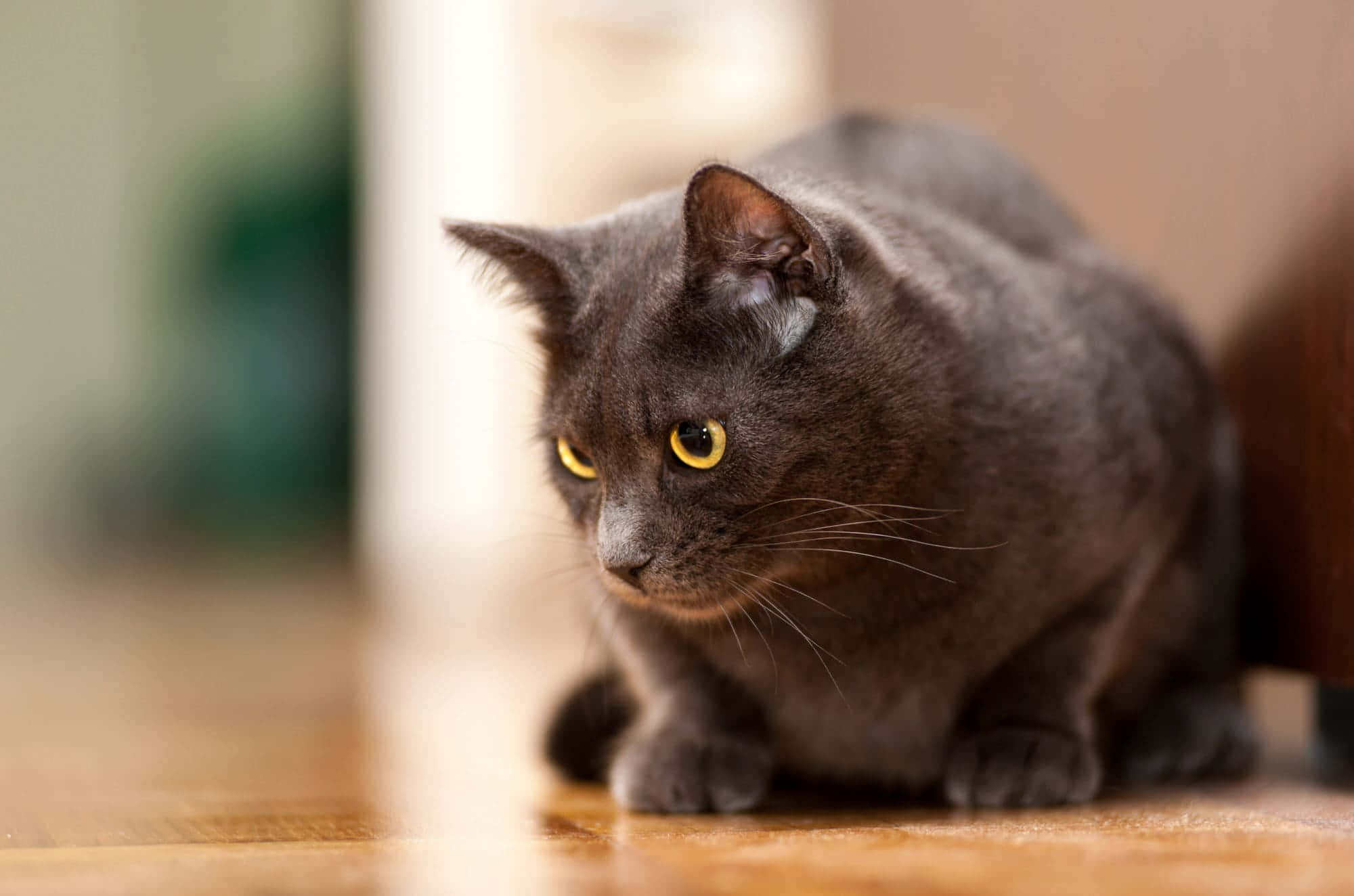 Chartreux 桌布 壁紙 — 一隻光滑的灰色貓咪，有著引人注目的黃色眼睛，警覺地蹲在溫暖的木地板上。