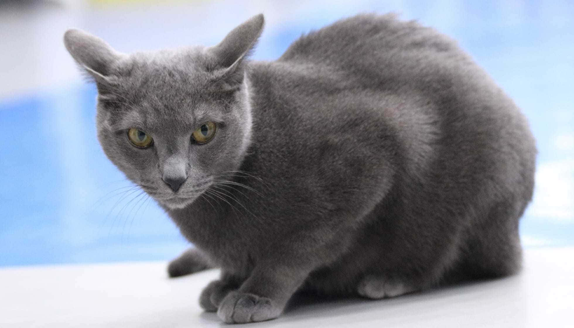 Russian Blue Cat 桌布 壁紙 — 一隻光滑的灰色貓咪，有著引人注目的黃色眼睛，警覺地蹲在白色表面上，背景是柔和的藍色。