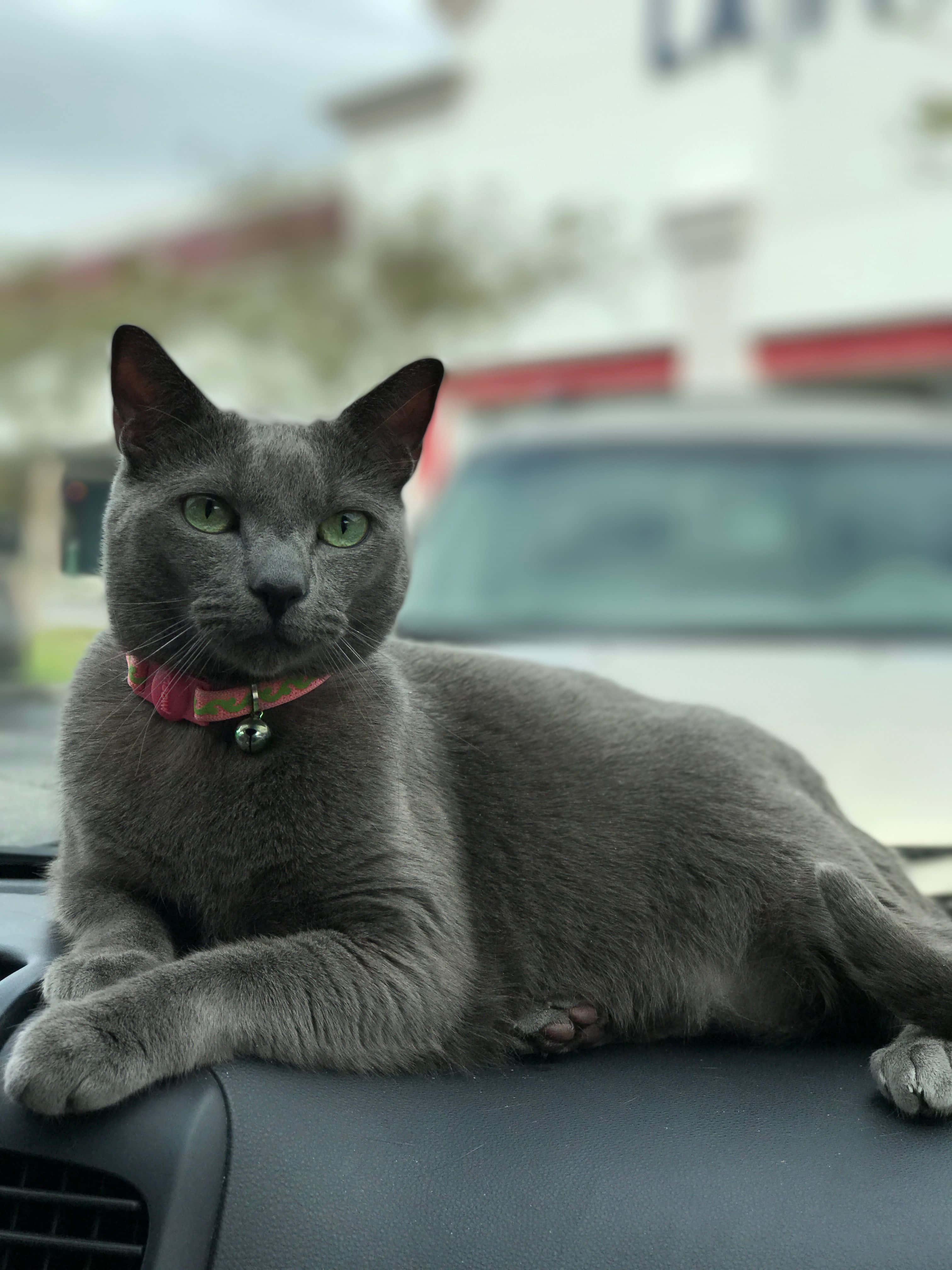 grey cat 桌布 壁紙 — 一隻光滑的灰色貓咪，有著明亮的綠色眼睛，戴著粉紅色圖案項圈，威風凜凜地躺在汽車儀表板上。