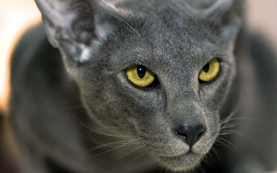 Oriental Shorthair 桌布 壁紙 — 一隻光滑的灰色貓咪特寫，擁有銳利的黃色眼睛，正專注地凝視著鏡頭。