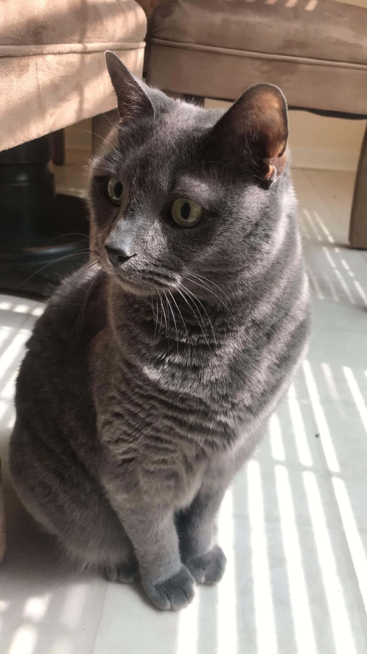 Russian Blue Cat 桌布 壁紙 — 一隻光滑的灰色貓咪警覺地坐在陽光照射的地板上，百葉窗的條紋陰影投射在牠的毛髮上。