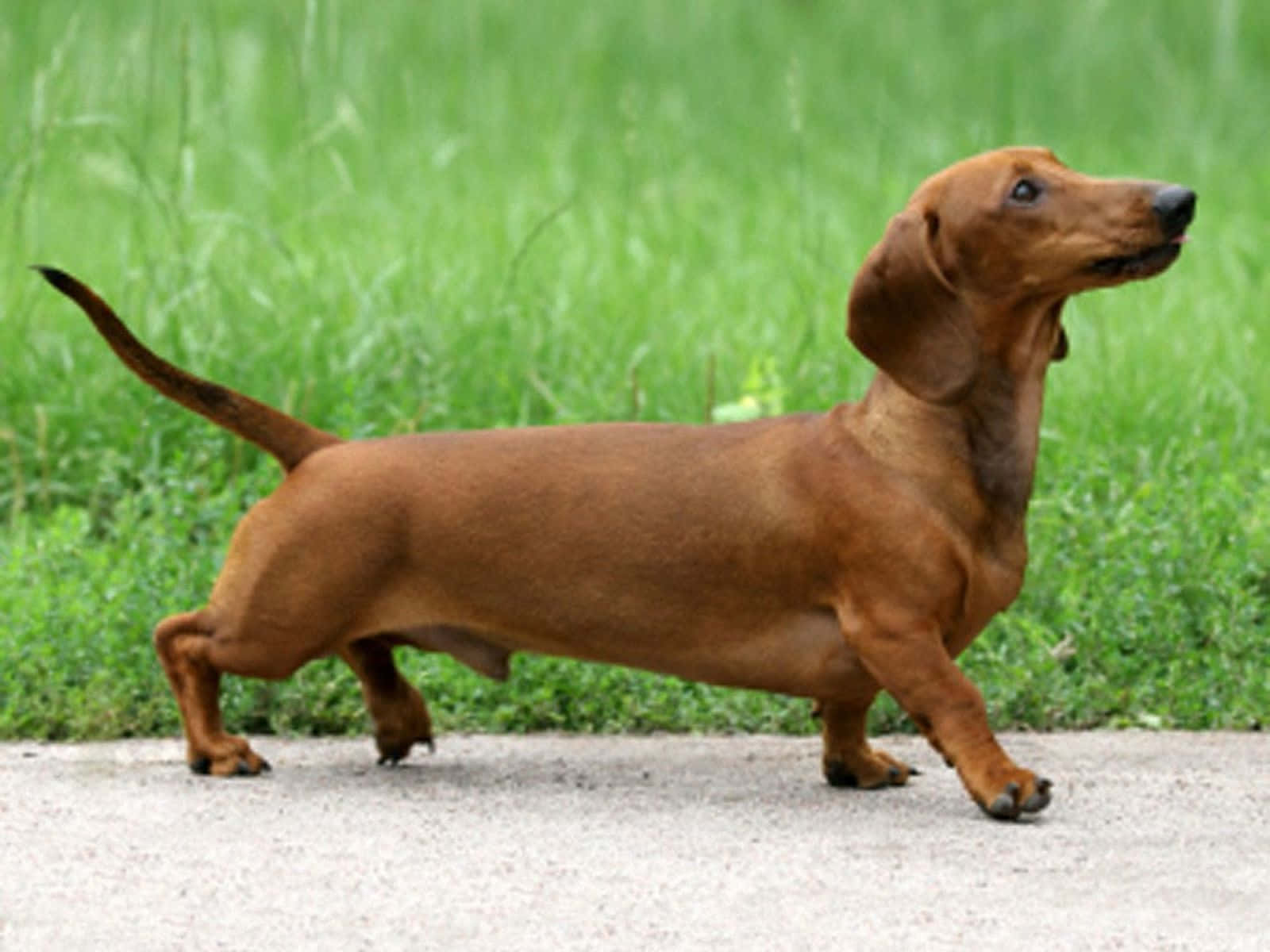 dachshund 桌布 壁紙 — 一隻光滑的紅棕色臘腸犬在碎石路上自信地大步走，背景是茂密的綠草。