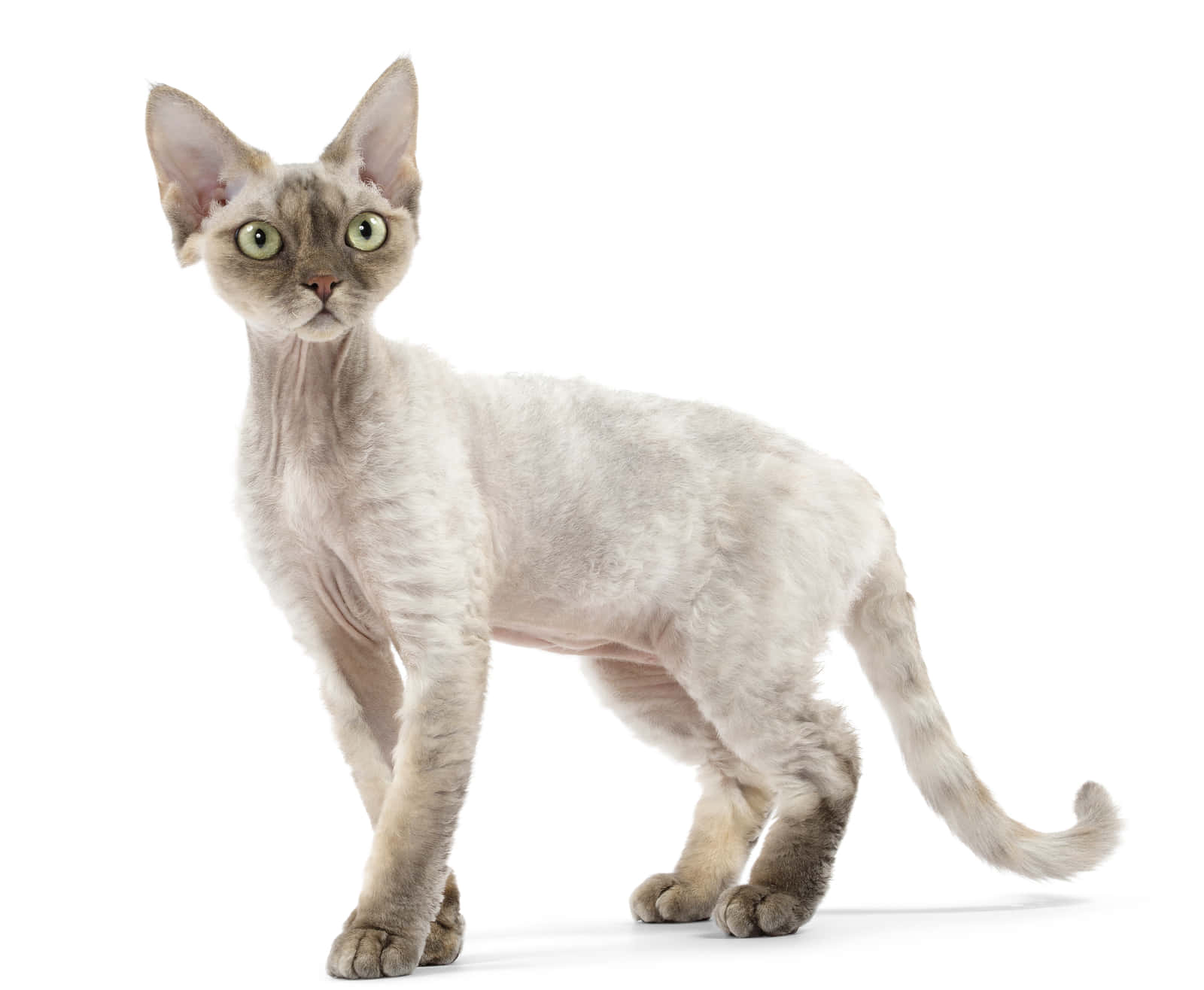 Devon Rex 桌布 壁紙 — 一隻光滑的銀色德文帝王貓，有大耳朵和綠色眼睛，在純白色背景上警覺地站立。