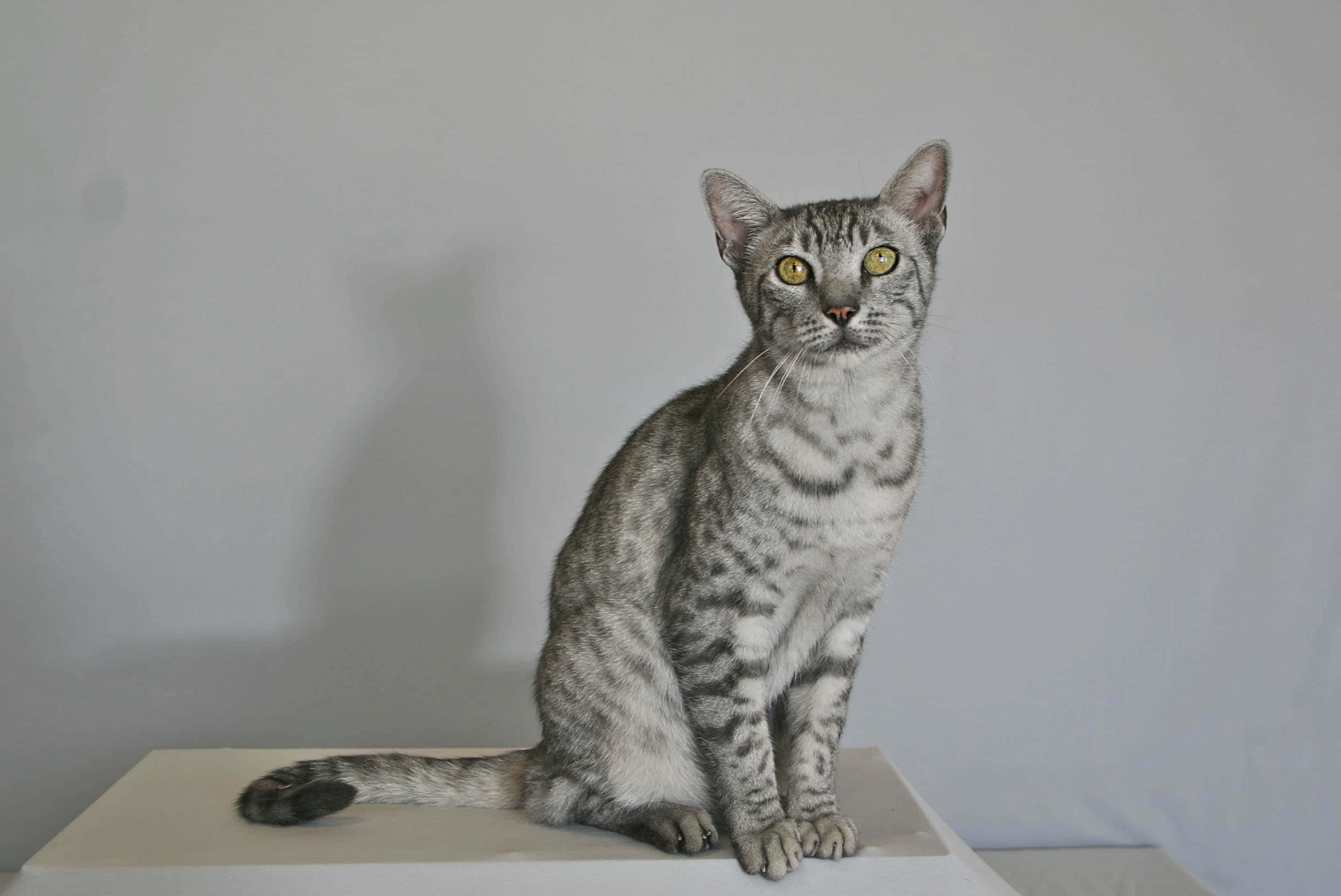 Egyptian Mau 桌布 壁紙 — 一隻光滑的銀色虎斑貓，有著引人注目的黃色眼睛，端坐在白色底座上，背景是純灰色。