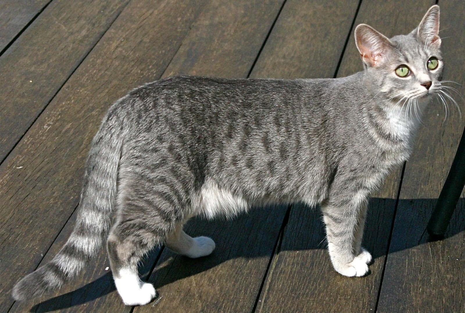 Egyptian Mau 桌布 壁紙 — 一隻光滑的銀色虎斑貓，有著綠色眼睛，警覺地站在一個被明亮陽光沐浴的風化木甲板上。