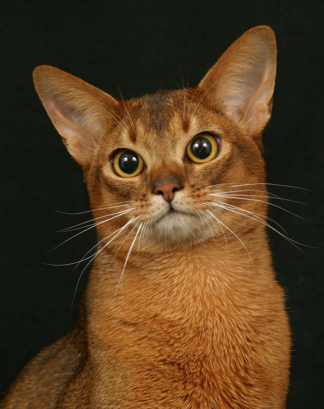 Abyssinian 桌布 壁紙 — 一隻光滑的阿比西尼亞貓的特寫，擁有引人注目的琥珀色眼睛和警覺的耳朵，背景為純黑色。