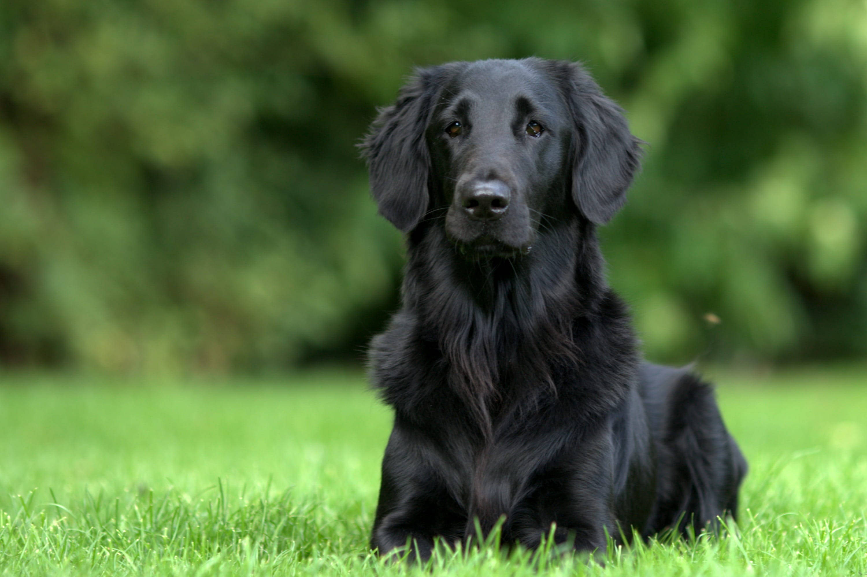 黃金獵犬幼犬 桌布 壁紙 — 一隻光滑的黑狗長著長耳朵，平靜地坐在鮮綠的草地上，背景是柔和模糊的森林。