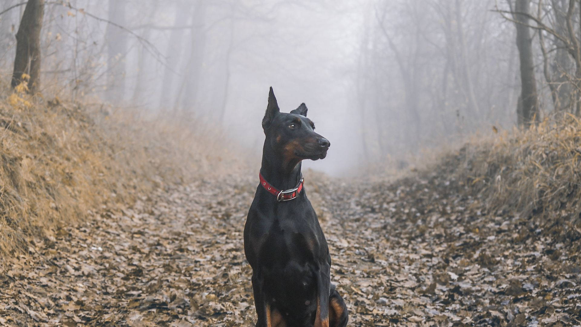 Doberman 桌布 壁紙 — 一隻光滑的黑色和棕褐色杜賓犬警覺地坐在一條佈滿落葉、籠罩在迷霧中的森林小徑上。