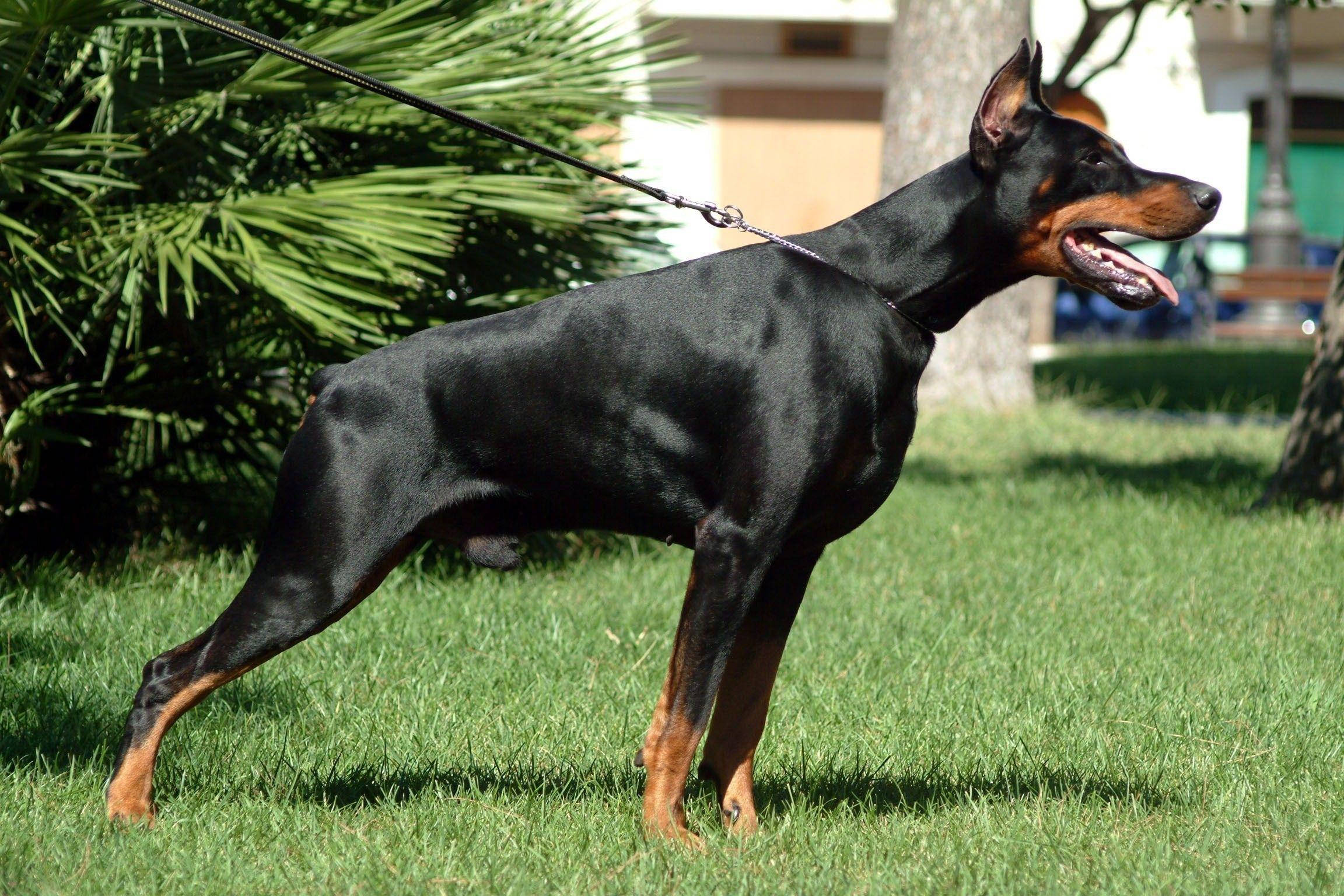 Doberman 桌布 壁紙 — 一隻光滑的黑色和棕褐色杜賓犬警覺地站在鮮綠色的草地上，背景有棕櫚葉和一棵樹。
