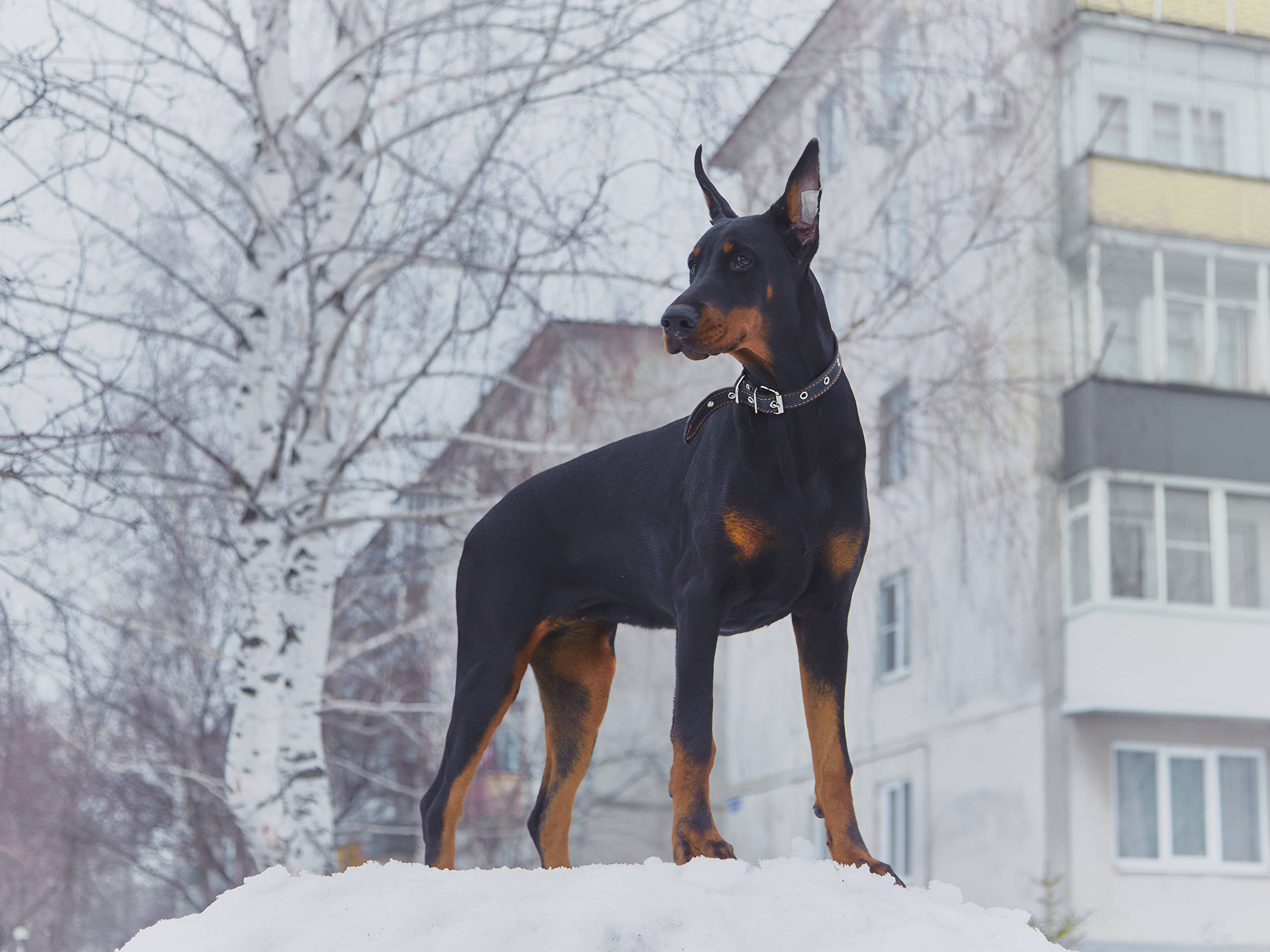 Dog Desktop 桌布 壁紙 — 一隻光滑的黑色和棕褐色杜賓犬警覺地站在雪堆上，背景是光禿的白樺樹和公寓大樓。