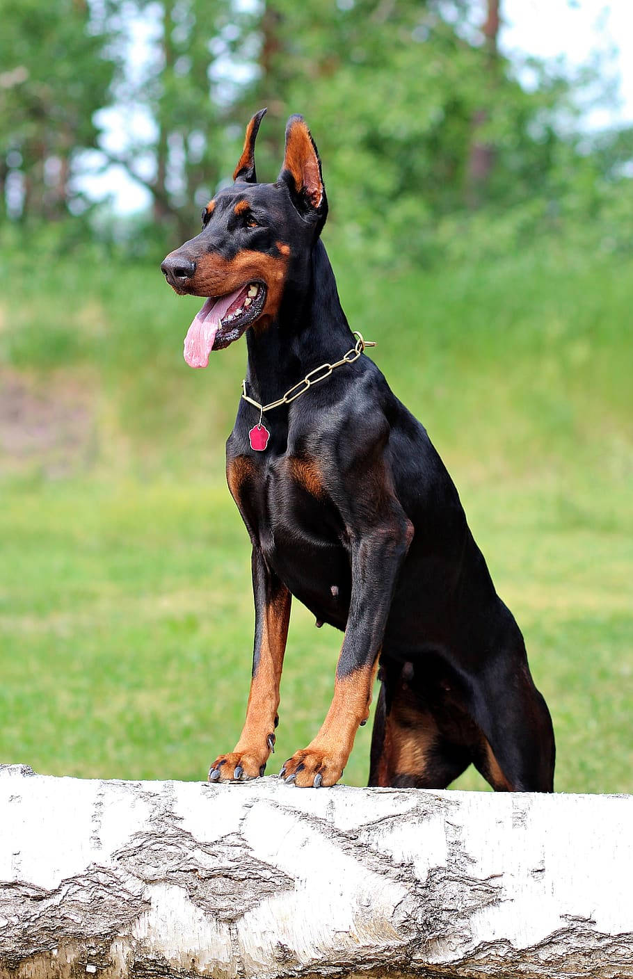 Doberman 桌布 壁紙 — 一隻光滑的黑色和棕褐色杜賓犬警覺地坐在陽光普照的草地上的一根風化樺木上。