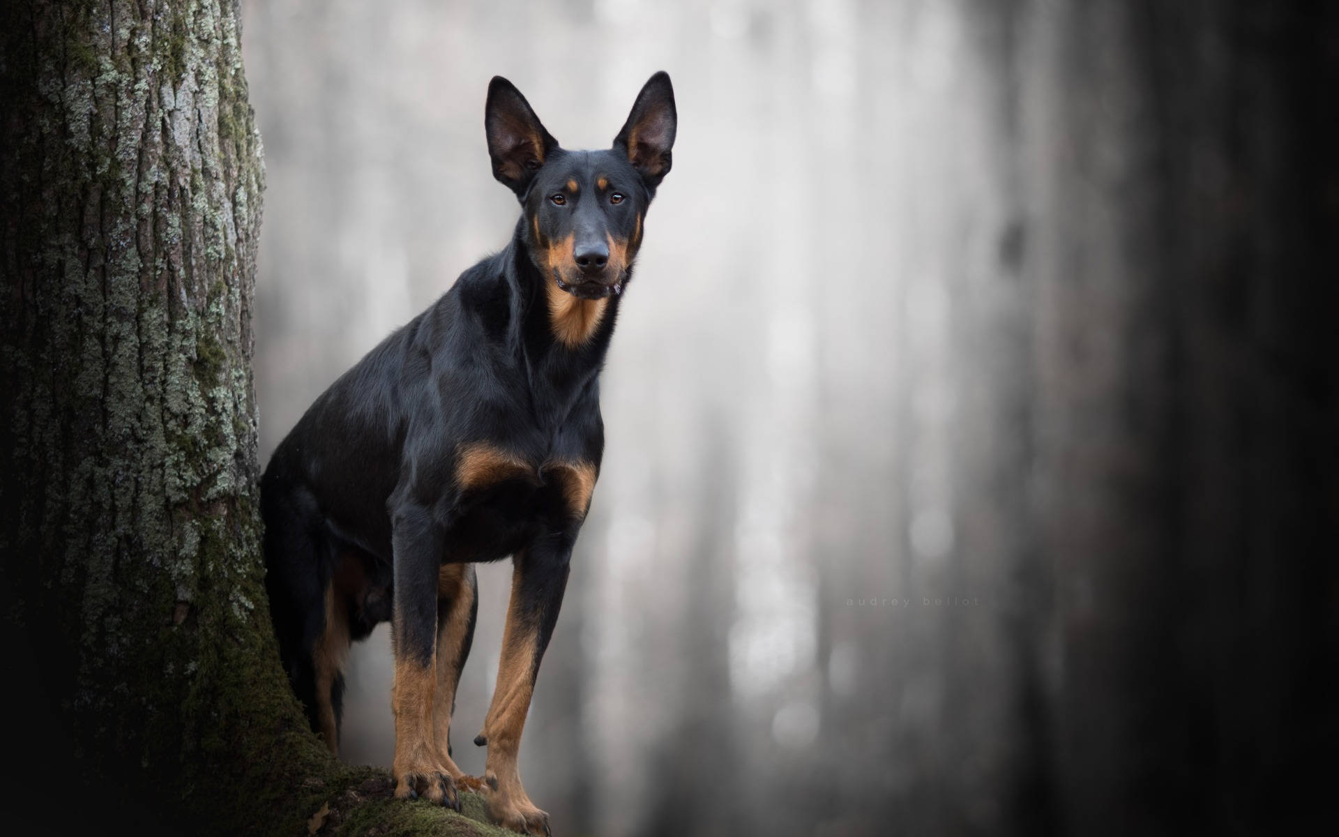 Doberman 桌布 壁紙 — 一隻光滑的黑色和棕褐色狗警覺地站在霧氣瀰漫的森林中，旁邊是長滿苔蘚的樹幹，背景柔和散景。