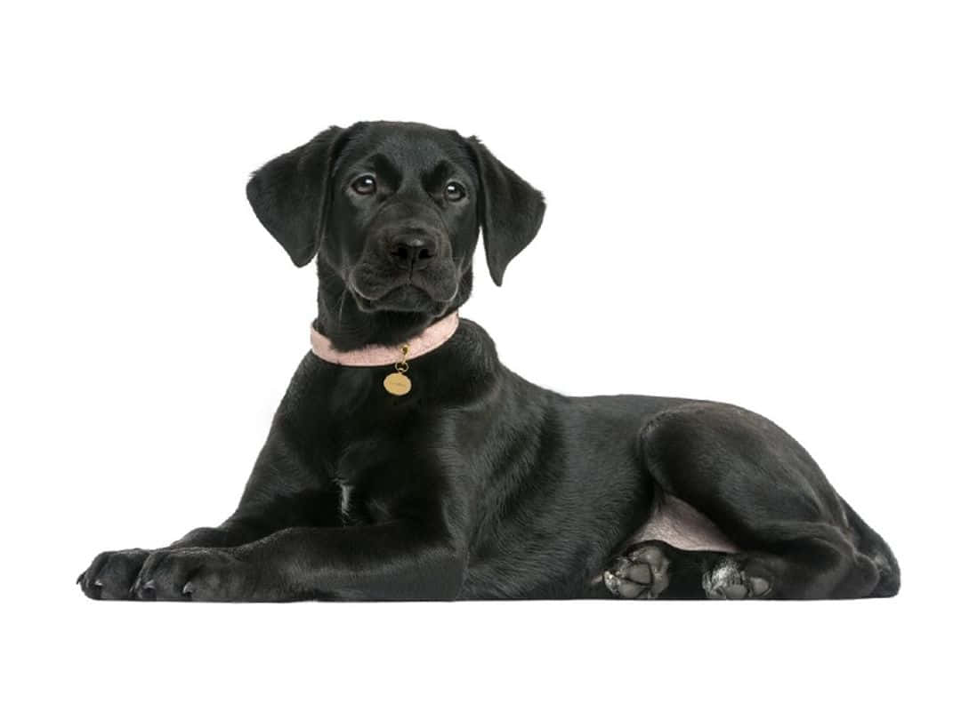 Labrador 桌布 壁紙 — 一隻光滑的黑色拉布拉多幼犬平靜地躺在純白色背景上，戴著帶有金色標籤的粉紅色項圈。