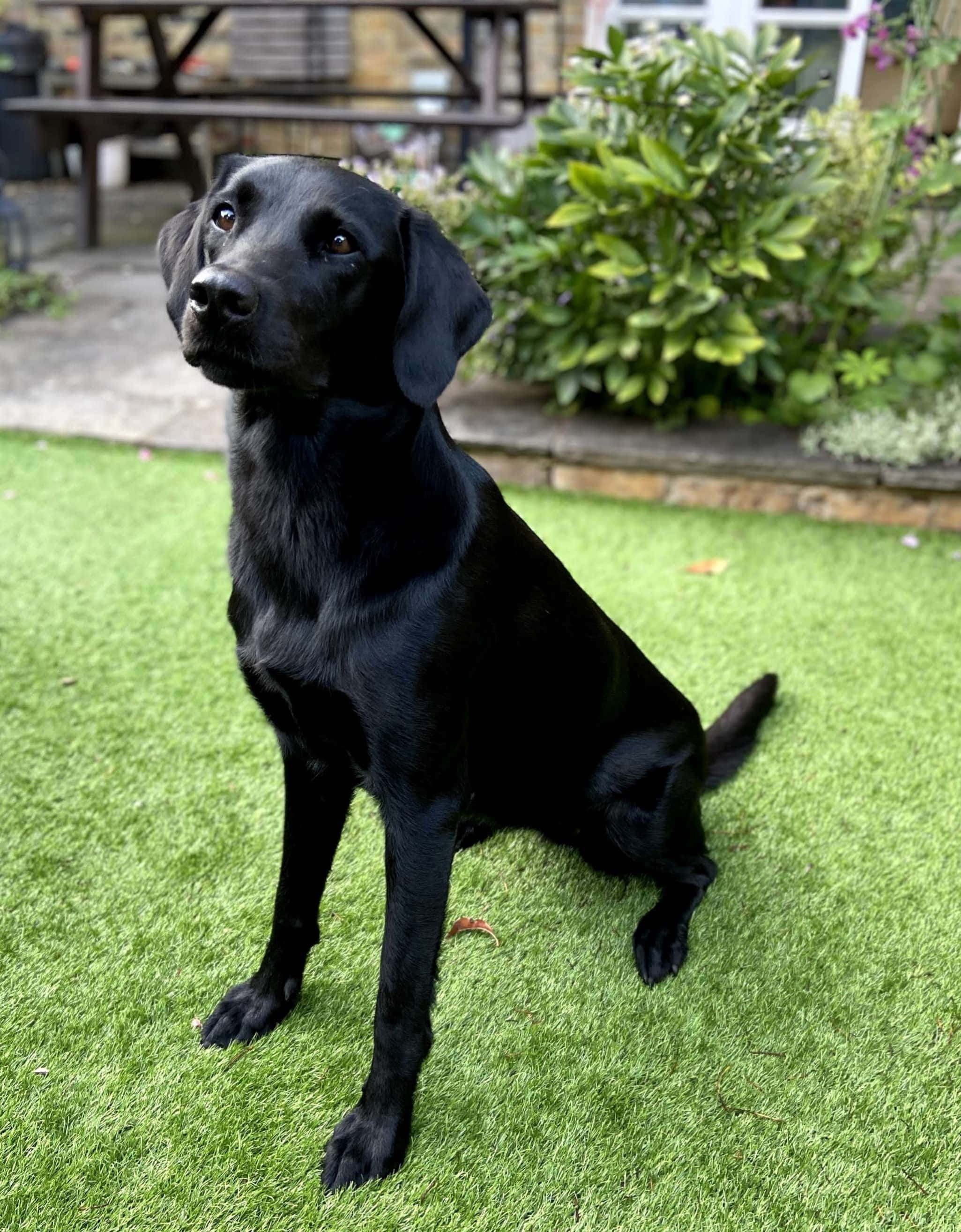 Black Labrador 桌布 壁紙 — 一隻光滑的黑色拉布拉多犬專注地坐在鮮綠色的草地上，背景有茂密的灌木叢和木長椅。