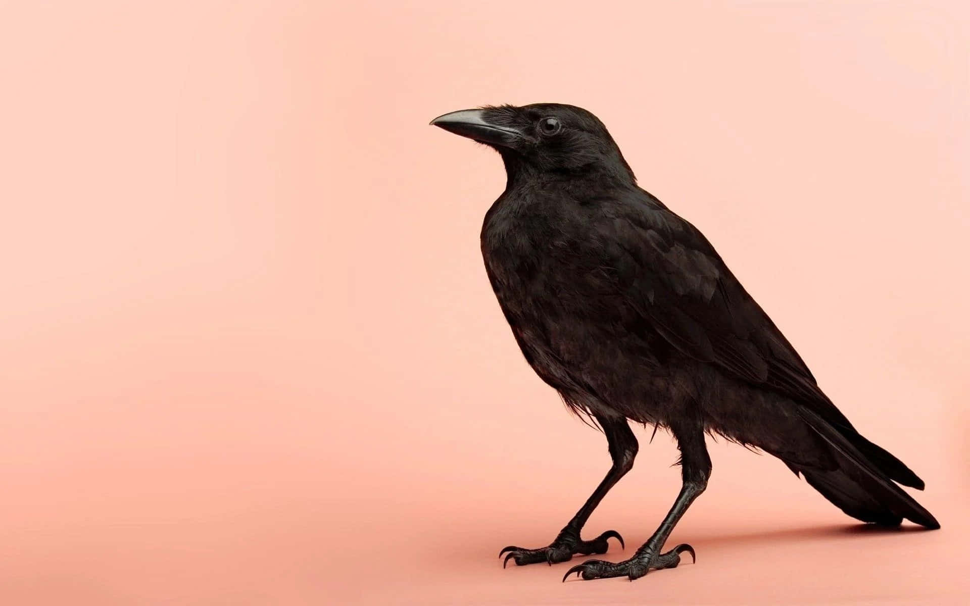 Raven 桌布 壁紙 — 一隻光滑的黑色烏鴉在柔和的粉紅色工作室背景前，以乾淨的燈光擺好姿勢。