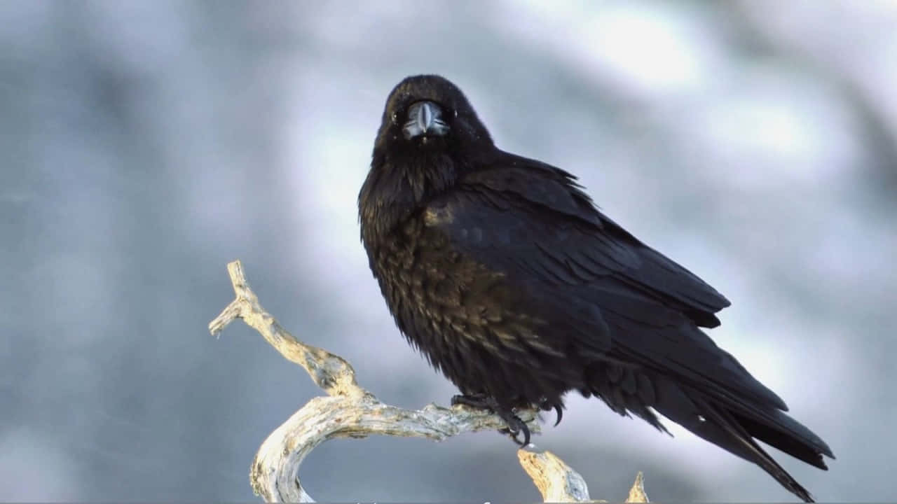 Raven 桌布 壁紙 — 一隻光滑的黑色烏鴉警覺地棲息在風化的樹枝上，背景是柔和模糊的冬日景色。