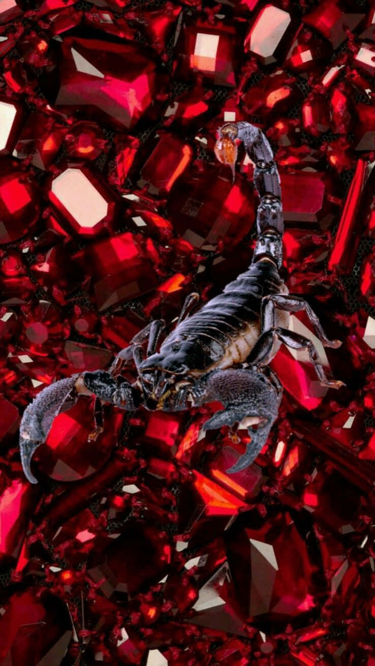 Scorpio 桌布 壁紙 — 一隻光滑的黑色蠍子從一堆破碎的深紅色寶石中出現，這些寶石散發著內在的光芒。