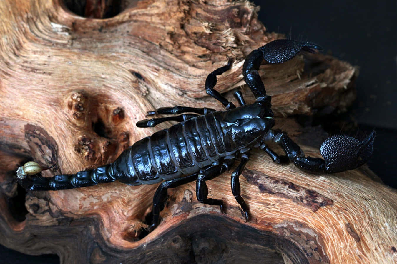 scorpion 桌布 壁紙 — 一隻光滑的黑色蠍子棲息在一塊粗糙的風化浮木上，浮木帶有複雜的紋理圖案。
