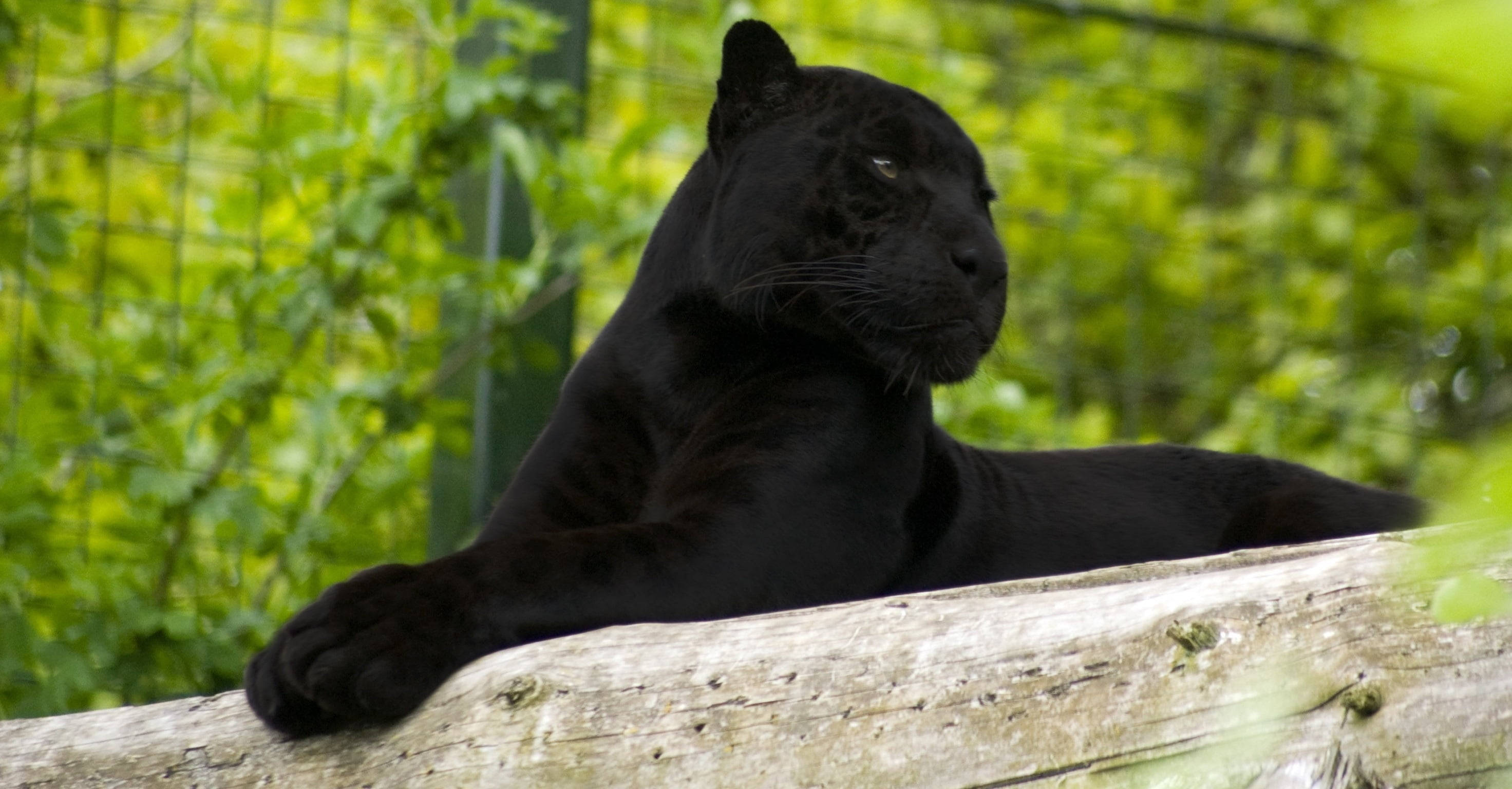 panther 桌布 壁紙 — 一隻光滑的黑豹威風凜凜地棲息在風化的木頭上，周圍是茂密的綠色樹葉。