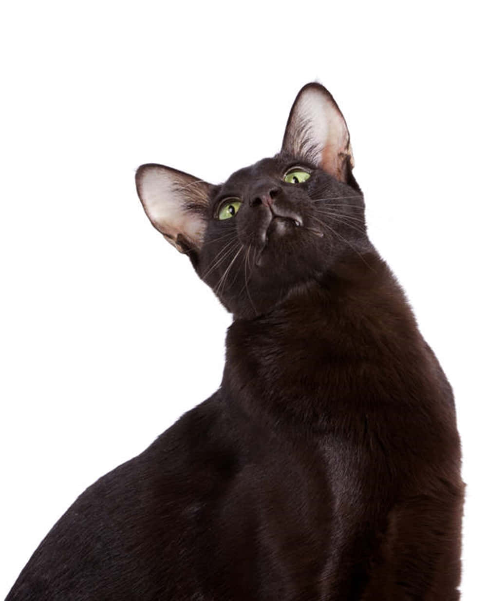 Havana Brown Cat 桌布 壁紙 — 一隻光滑的黑貓，擁有發光的綠色眼睛，在純白色背景上向上凝視。