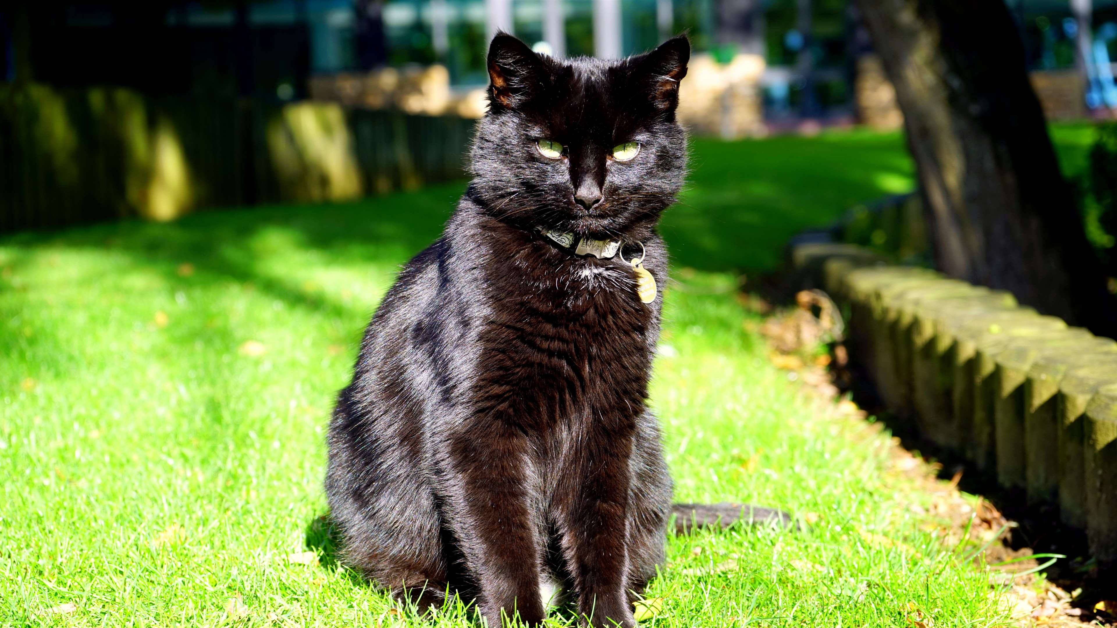 Cute Cat HD 桌布 壁紙 — 一隻光滑的黑貓，擁有發光的綠色眼睛，在明亮的陽光下警覺地坐在鮮綠色的草地上。