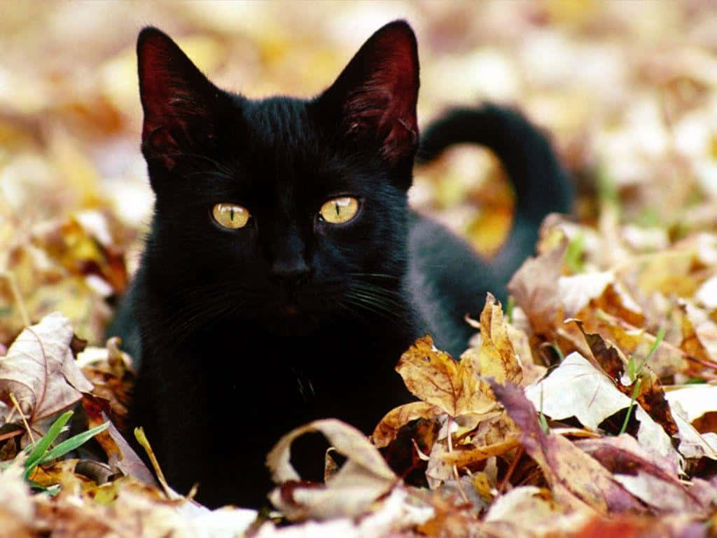 Black Cat Halloween 桌布 壁紙 — 一隻光滑的黑貓，擁有閃爍的琥珀色眼睛，在金黃色的秋葉中休息。