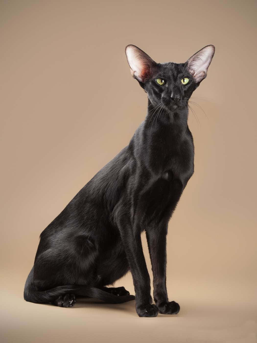 Oriental Shorthair 桌布 壁紙 — 一隻光滑的黑貓，有著引人注目的綠色眼睛，在溫暖的米色工作室背景前優雅地坐著。