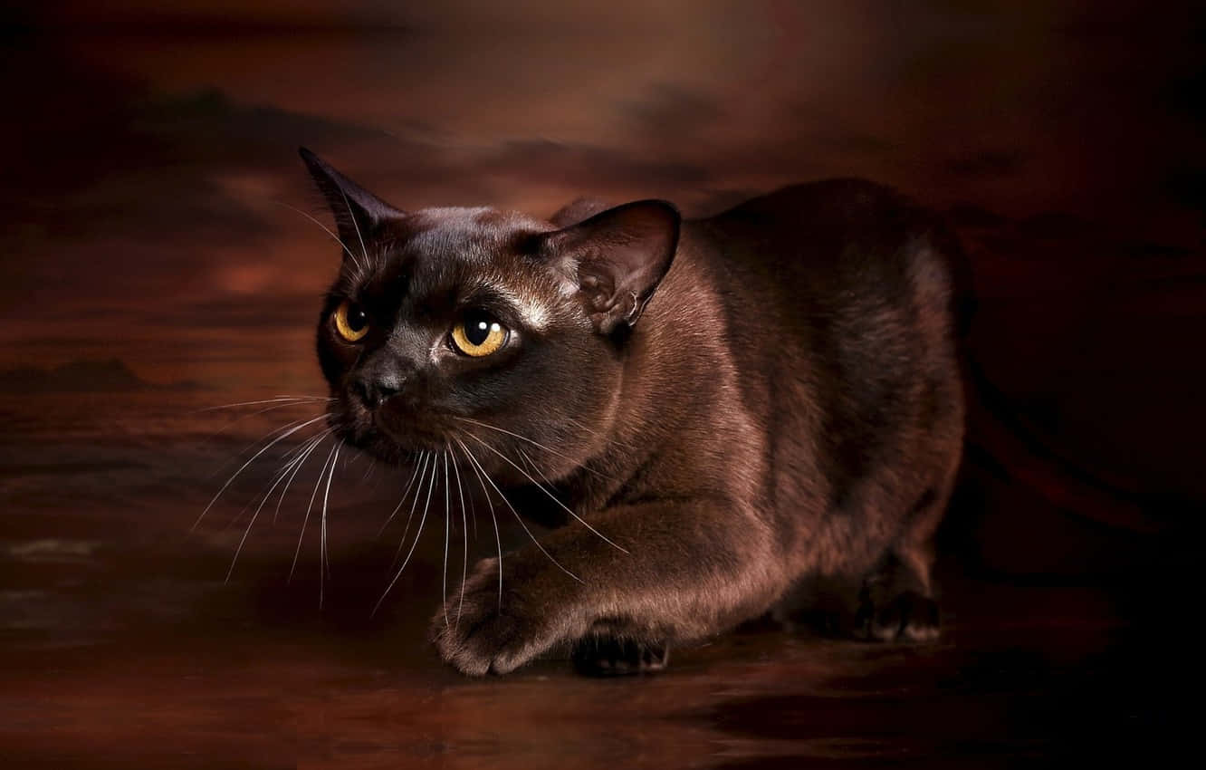 Burmese Cat 桌布 壁紙 — 一隻光滑的黑貓，有著發光的琥珀色眼睛，警覺地蹲伏在戲劇性的紅褐色背景前。