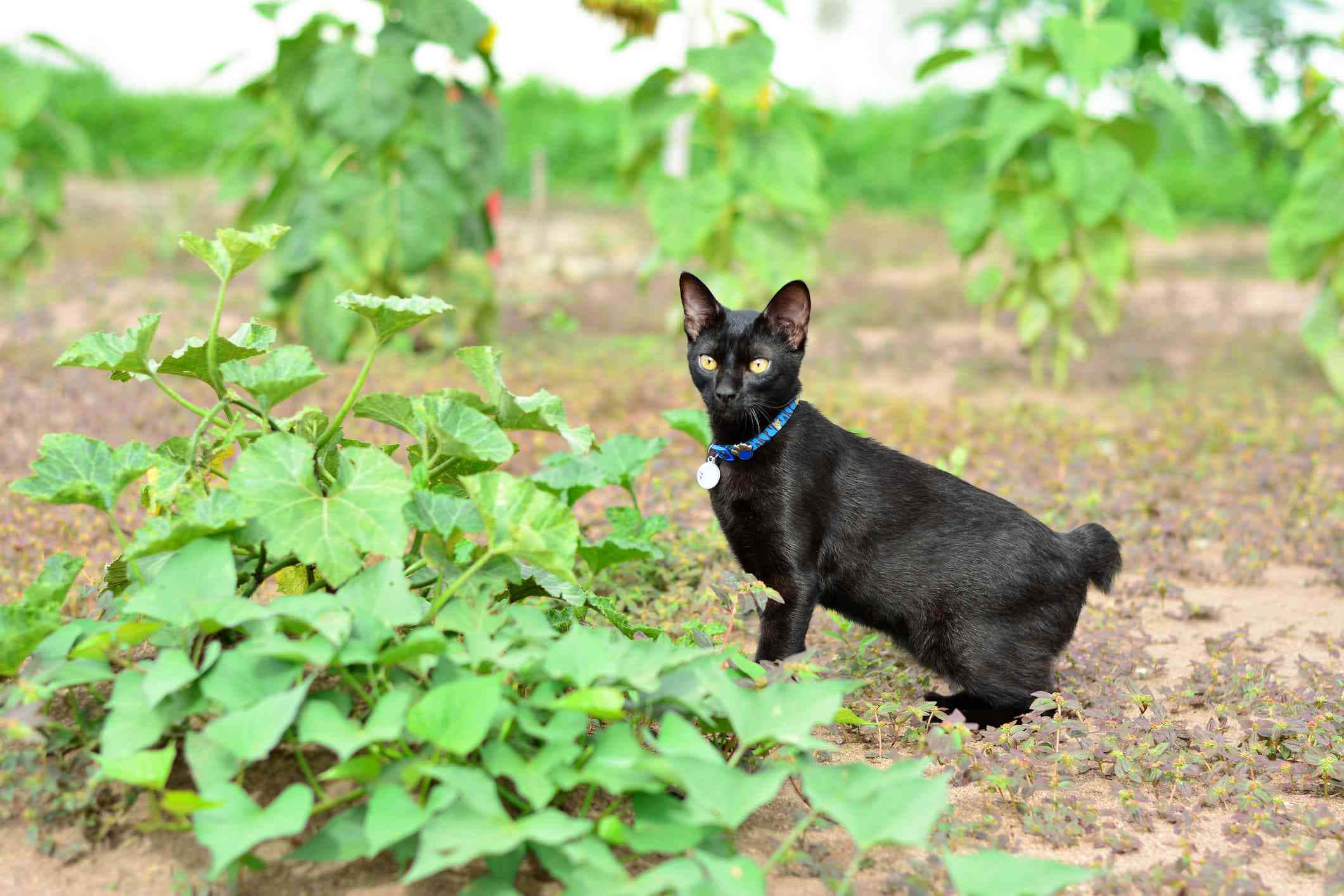 Japanese Bobtail 桌布 壁紙 — 一隻光滑的黑貓，有著發光的黃色眼睛和藍色項圈，在花園中茂密的綠色植物間警覺地站立。
