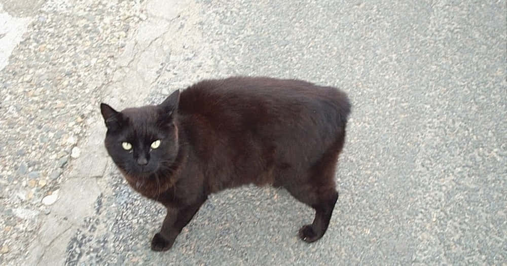 Manx Cat 桌布 壁紙 — 一隻光滑的黑貓，有著發光的黃色眼睛，警覺地站在裂開的瀝青路面上。