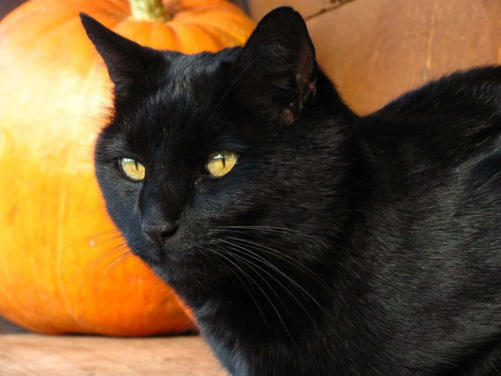 Manx Cat 桌布 壁紙 — 一隻光滑的黑貓，有著發光的黃色眼睛，在一個大橙色南瓜旁邊專注地凝視。