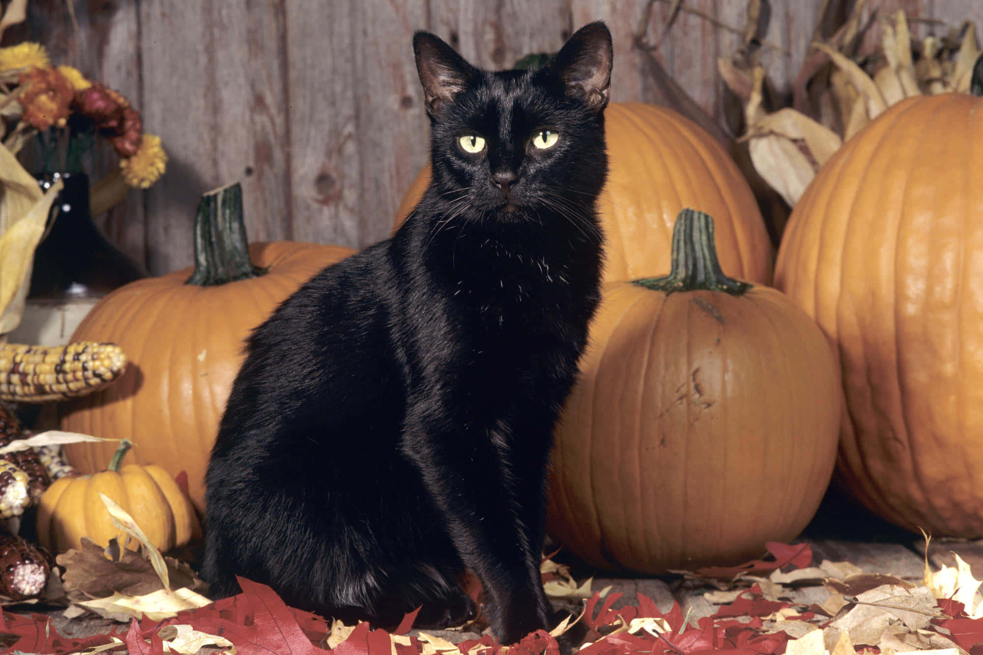 Halloween Cat 桌布 壁紙 — 一隻光滑的黑貓，眼睛發出綠色光芒，警覺地坐在橙色南瓜和秋葉之間，背景是質樸的木頭。