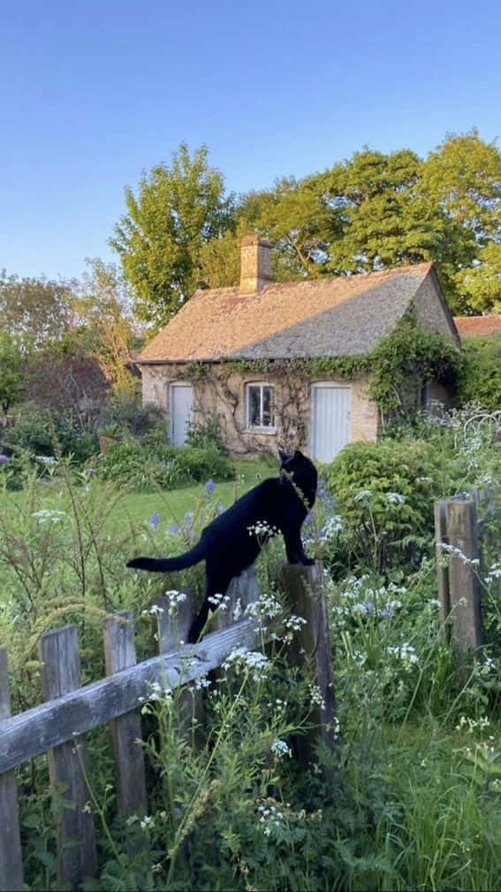 Cottage 桌布 壁紙 — 一隻光滑的黑貓棲息在陽光花園中風化的木柵欄上，一座質樸的石頭小屋坐落在茂密的綠植中，頭頂是清澈的藍天。