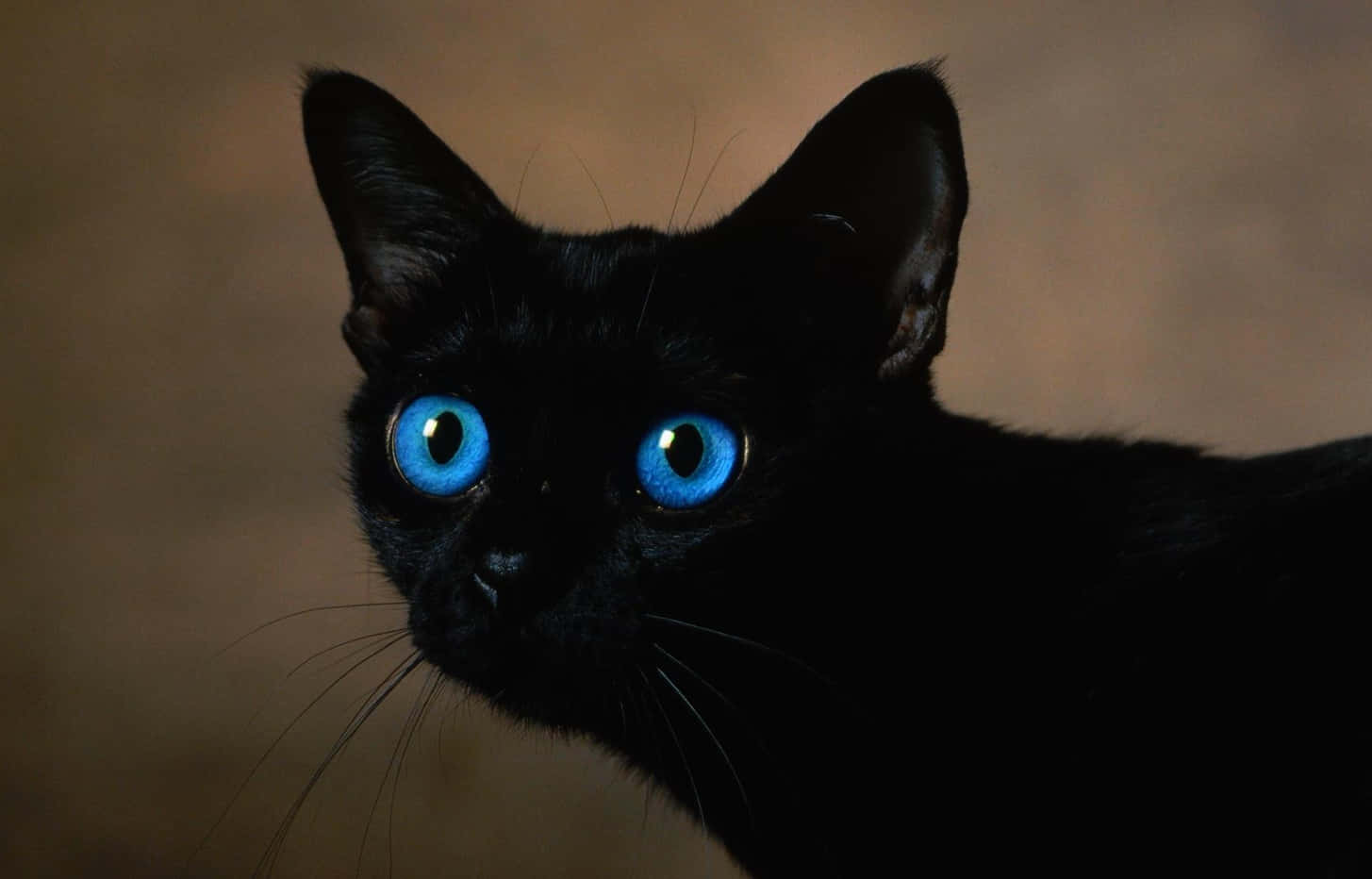 Ojos Azules Cat 桌布 壁紙 — 一隻光滑黑貓的特寫，擁有引人注目的明亮藍色眼睛，在柔和的棕色背景下專注地凝視。