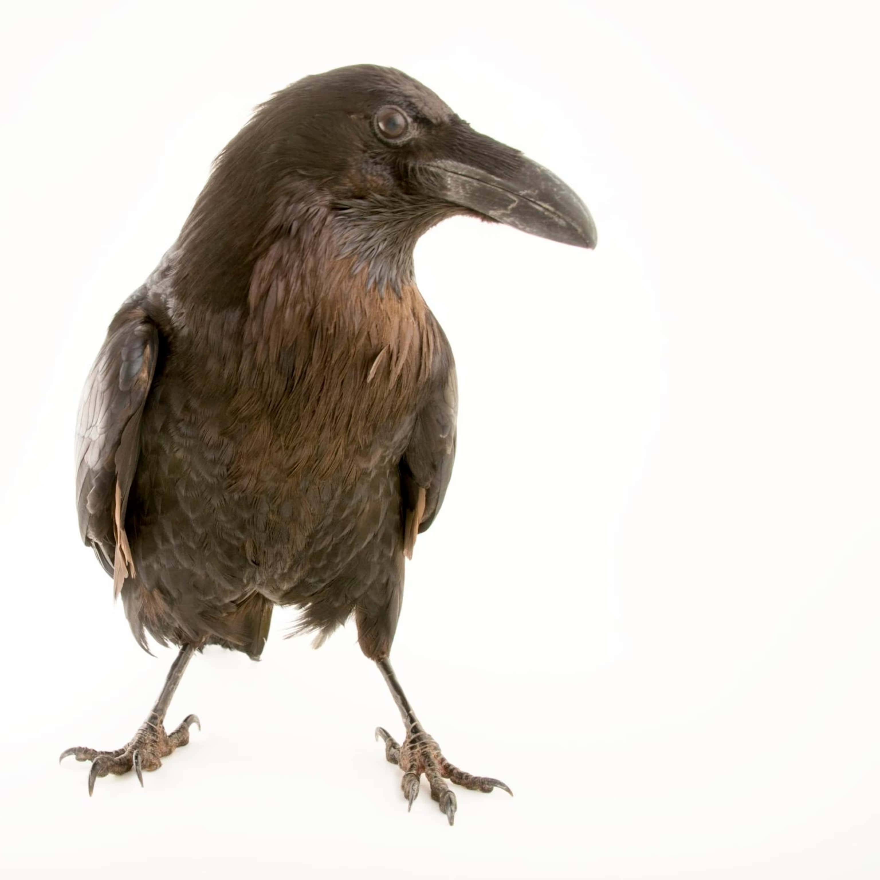 Raven 桌布 壁紙 — 一隻光澤的黑色烏鴉在純白背景下警覺地站立，展示細緻的羽毛和鋒利的喙。