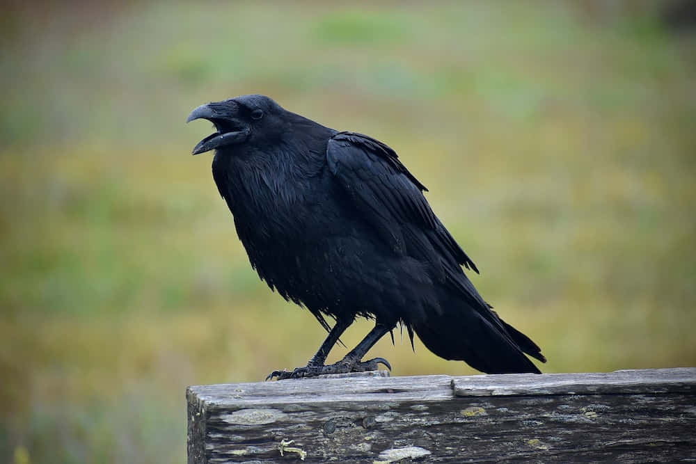 Raven 桌布 壁紙 — 一隻光澤的黑色烏鴉警覺地棲息在風化的木柱上，背景是柔和模糊的綠色和黃色。