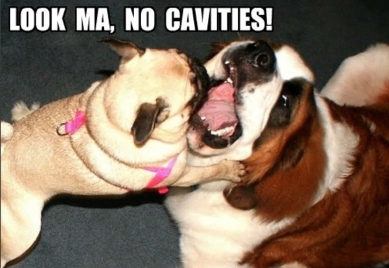 Funny Dog 桌布 壁紙 — 一隻八哥犬和巴吉度獵犬在深色背景前張開嘴巴嬉戲地摔角。