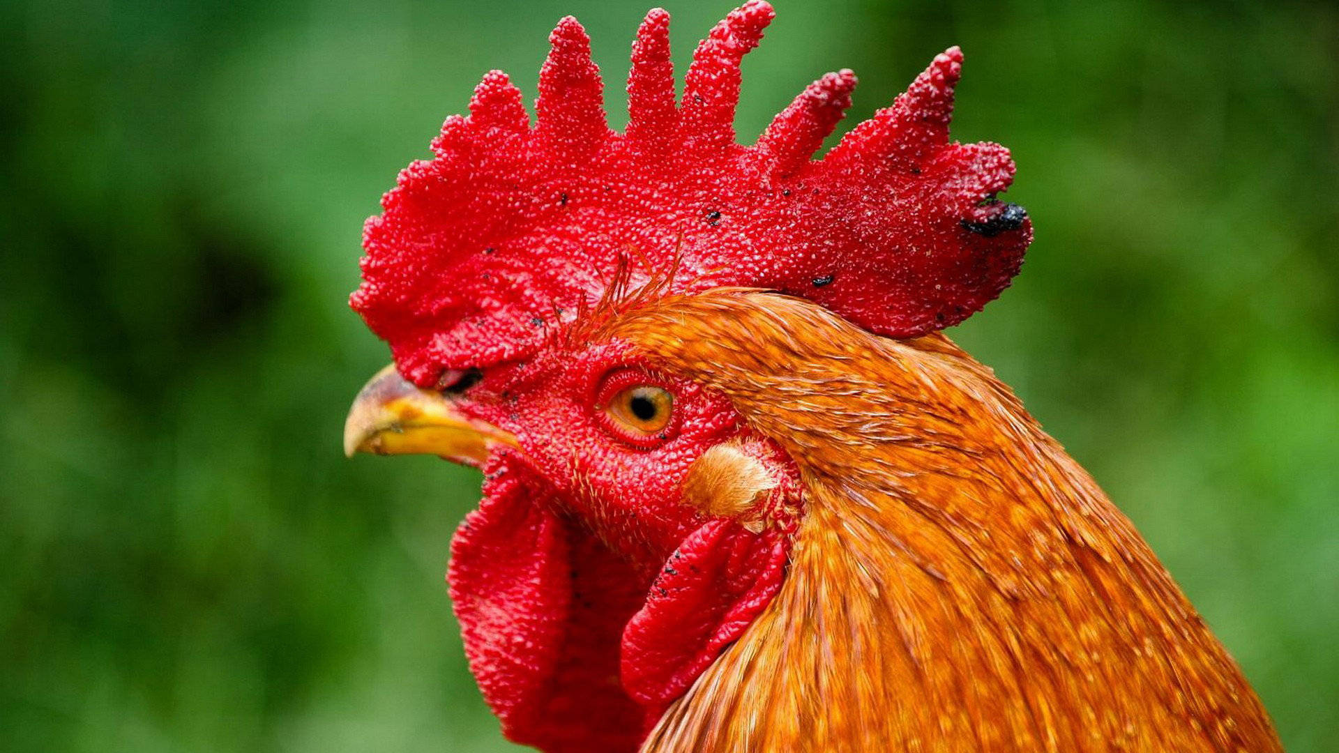 Chicken 桌布 壁紙 — 一隻公雞的近距離特寫，擁有鮮紅色的雞冠和金棕色羽毛，背景是柔和的綠色。
